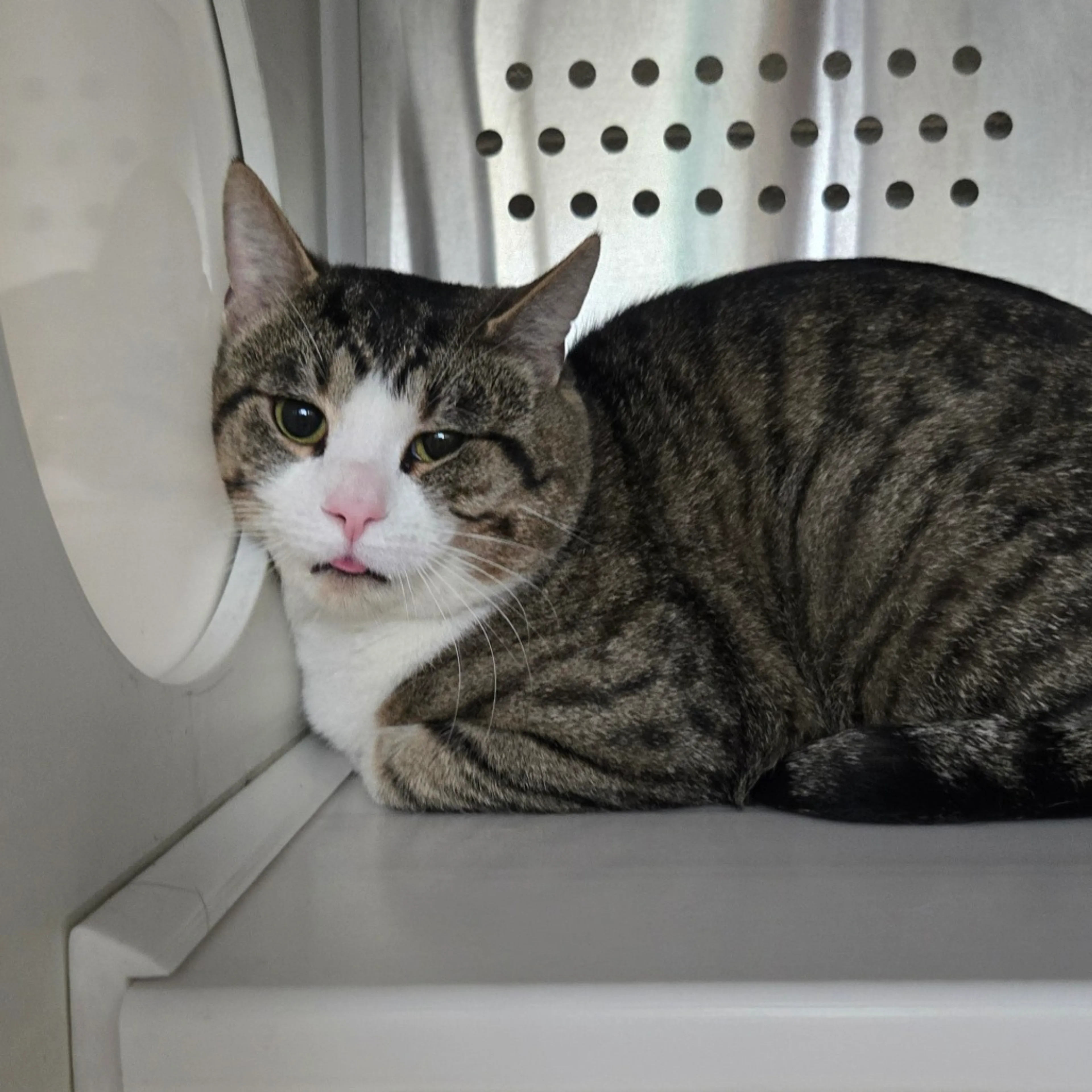 Found pet-1