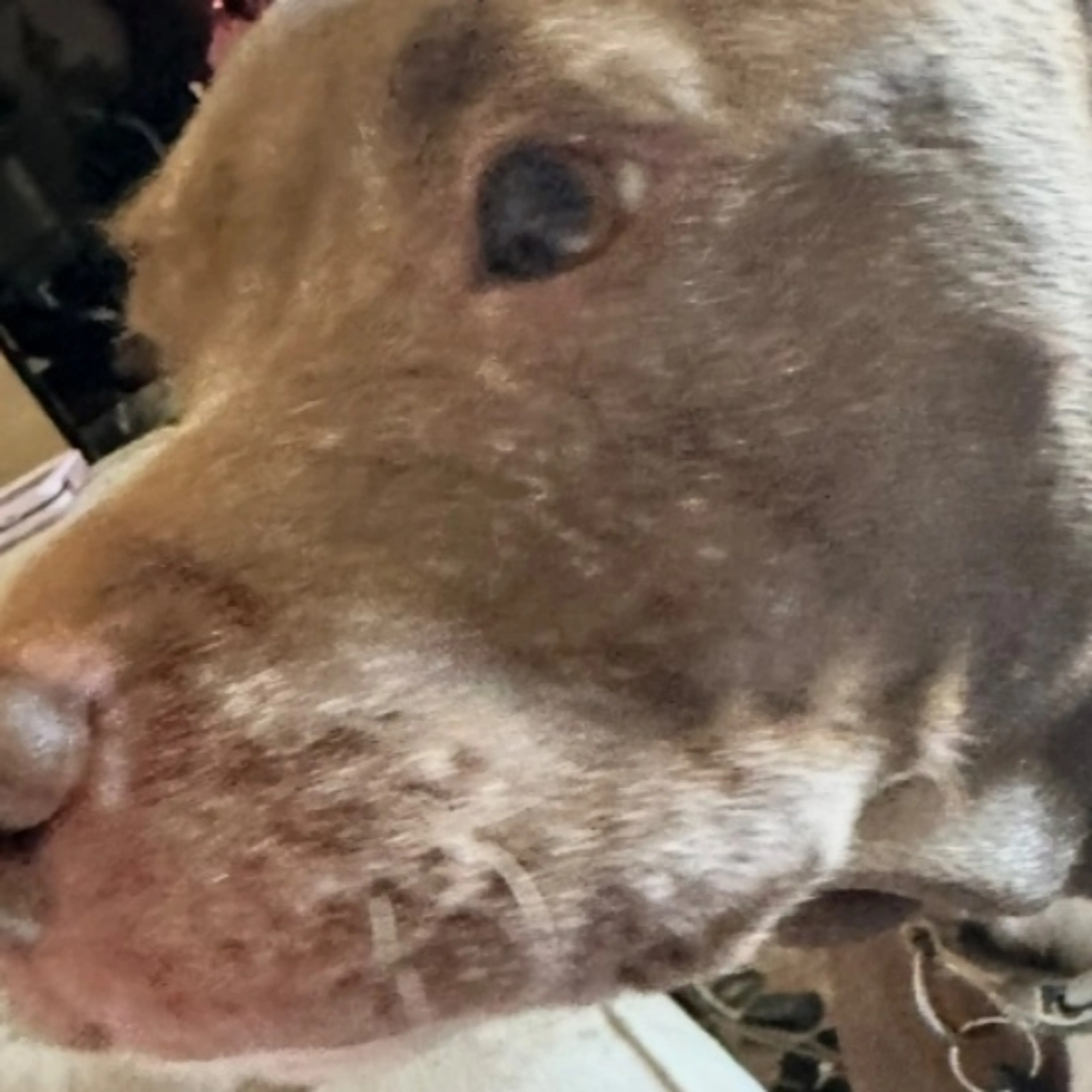 Lost pet
