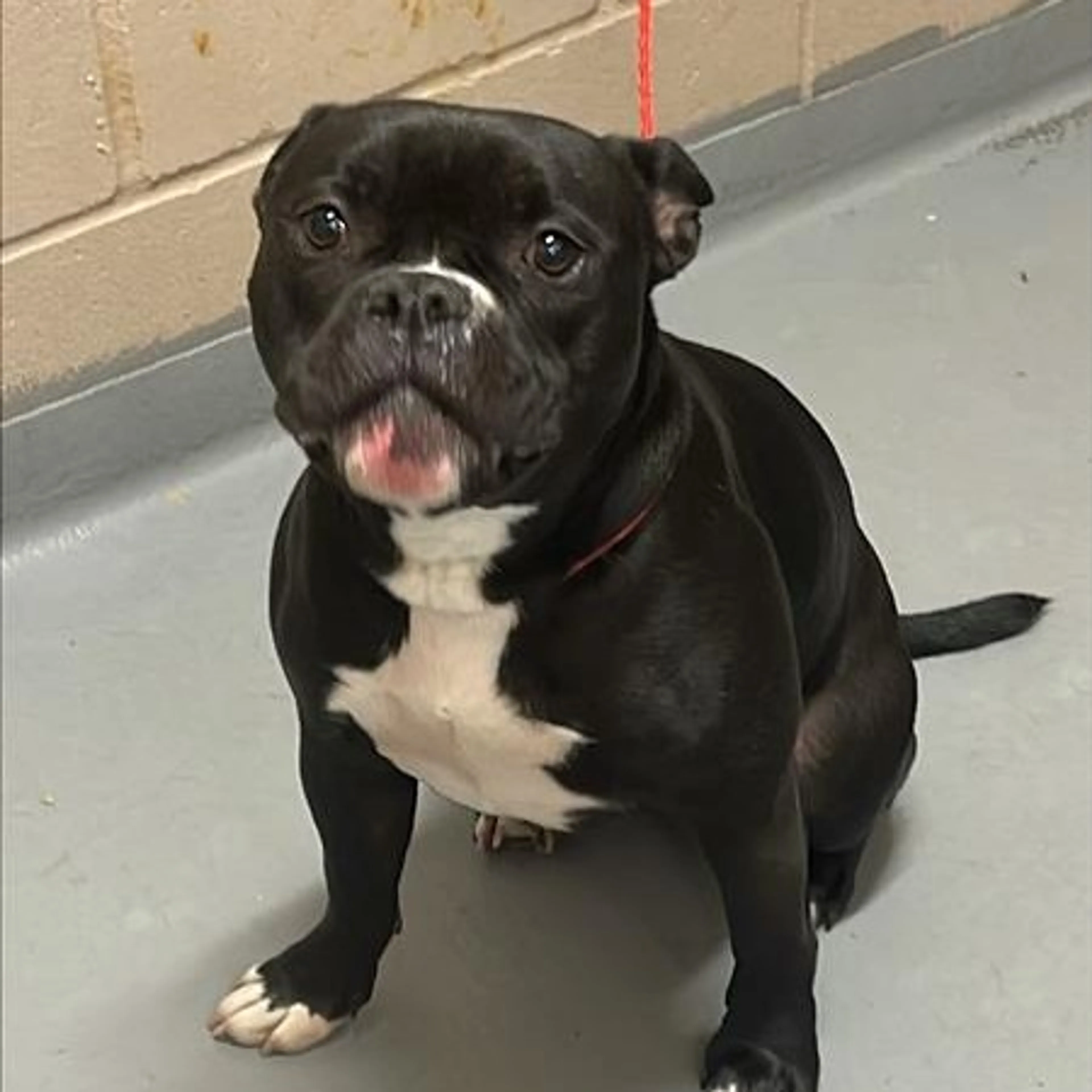 Found pet