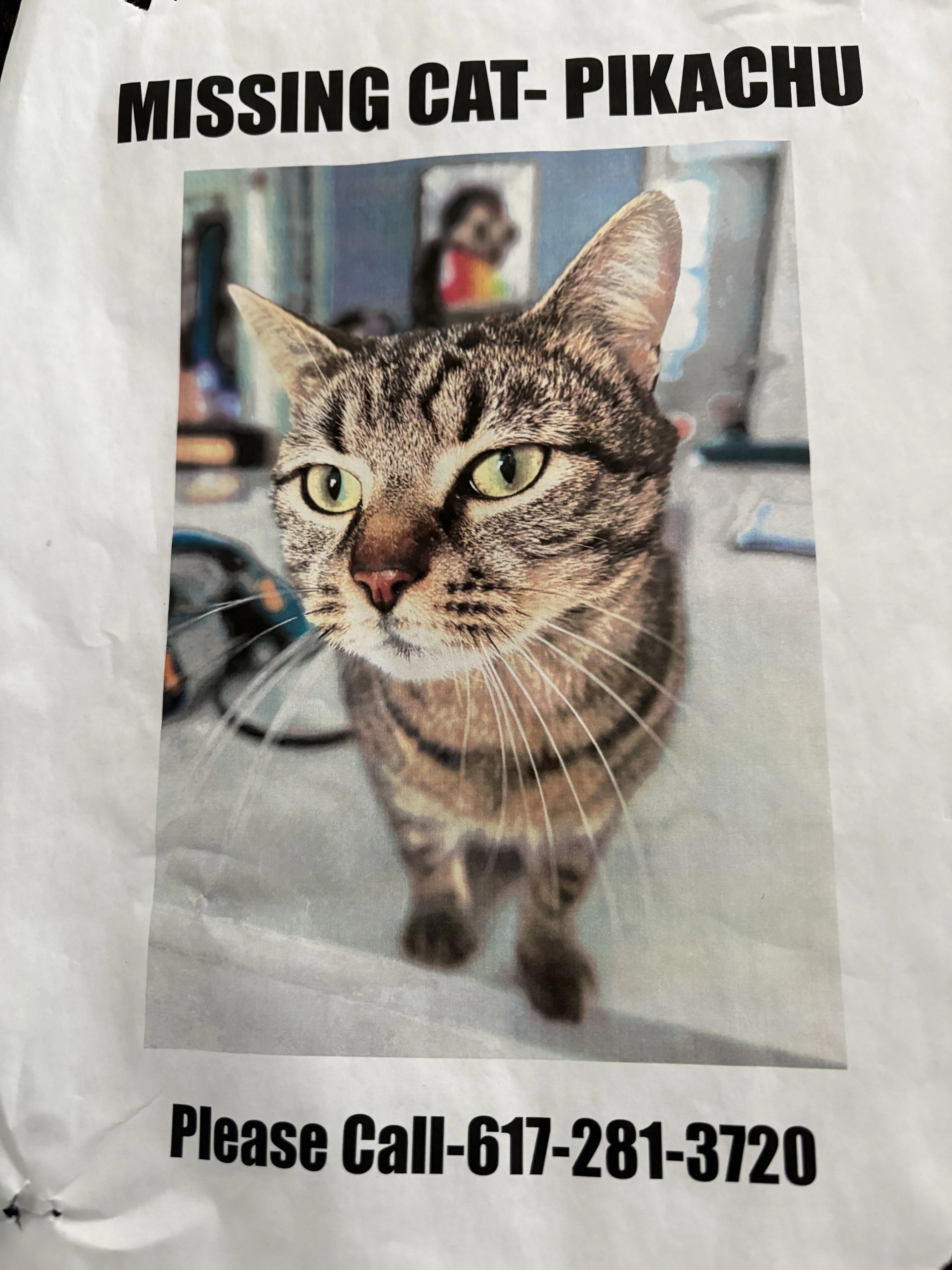 Lost pet