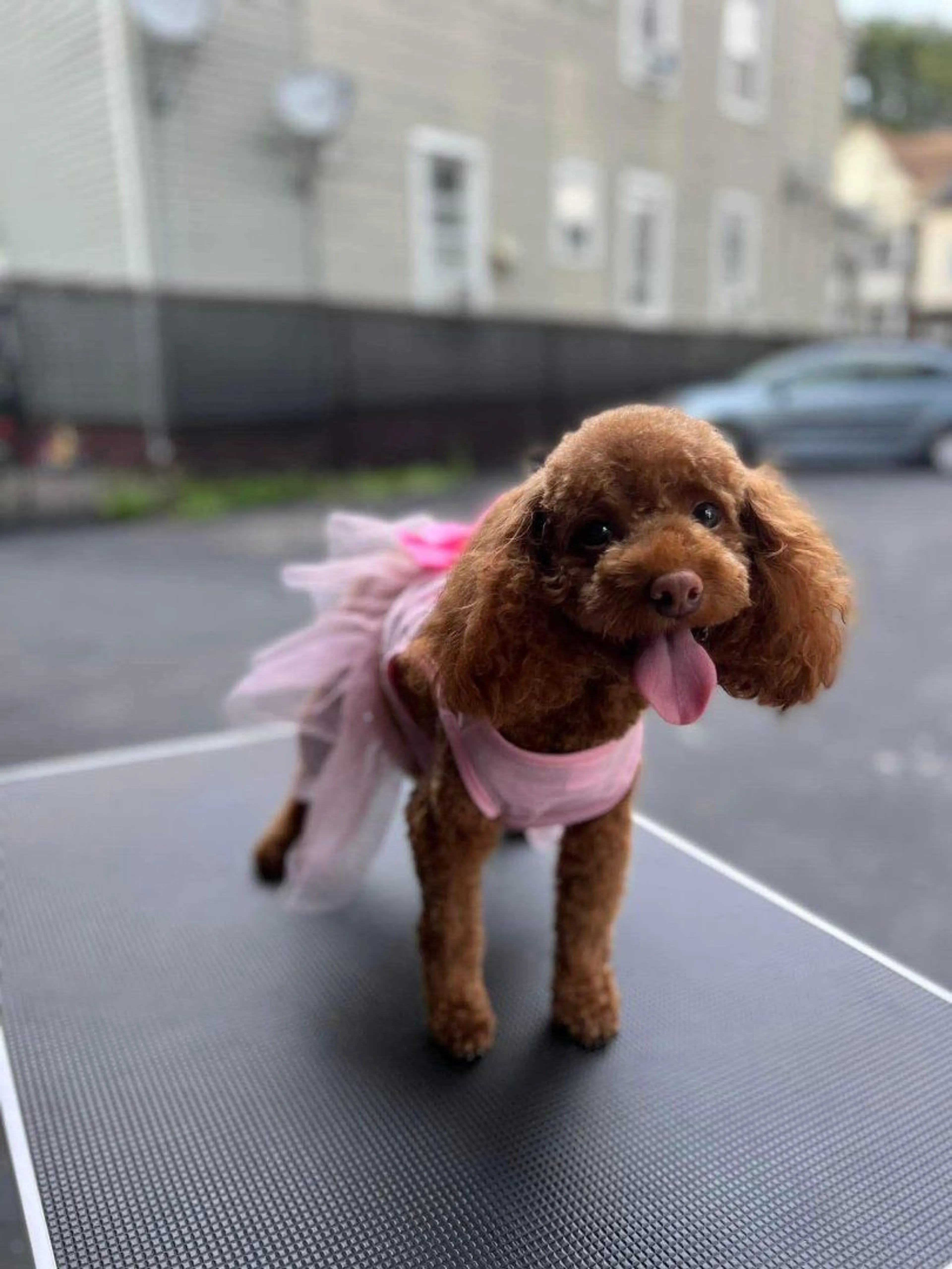 Lost pet-3