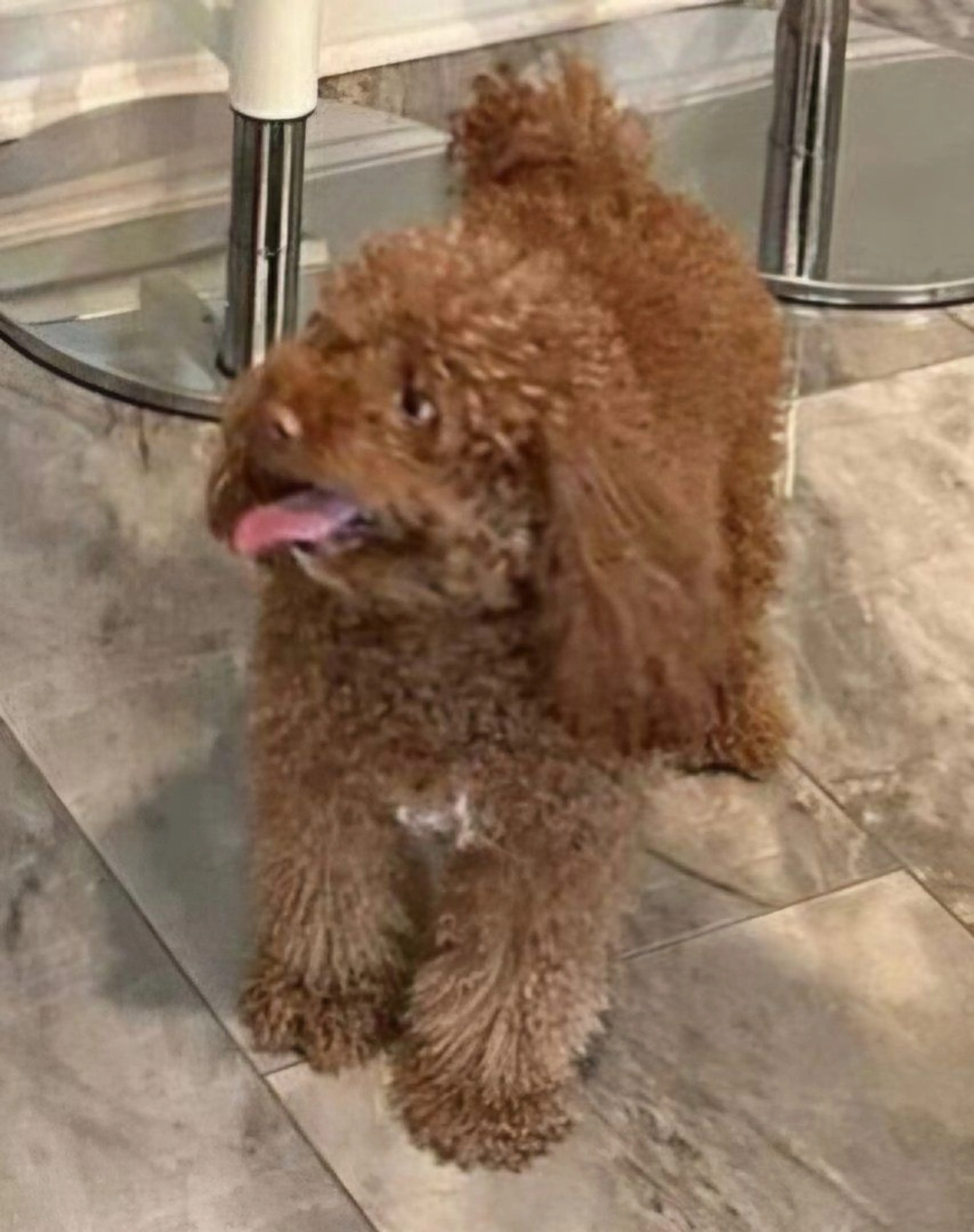 Lost pet-1
