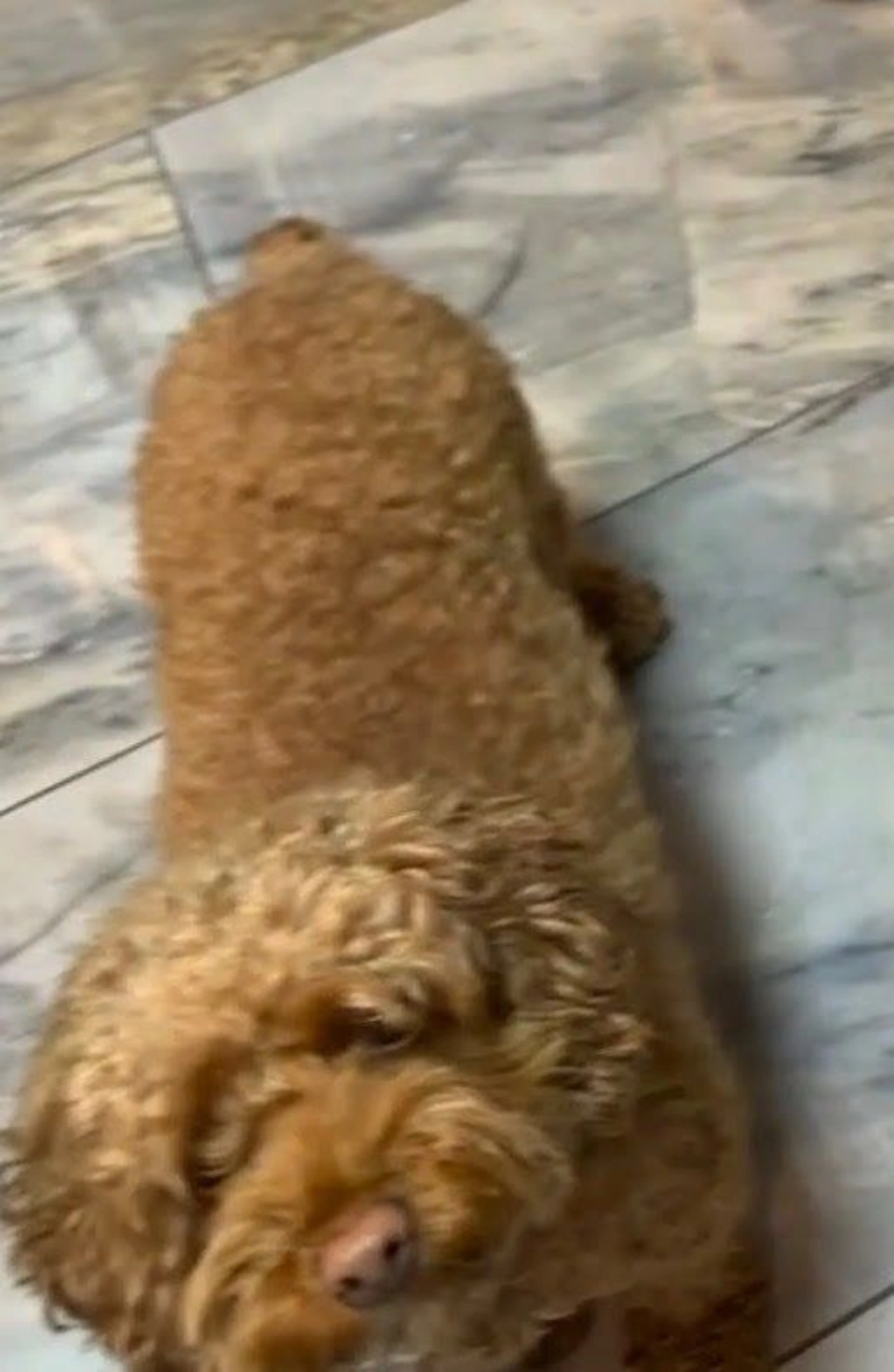 Lost pet-2