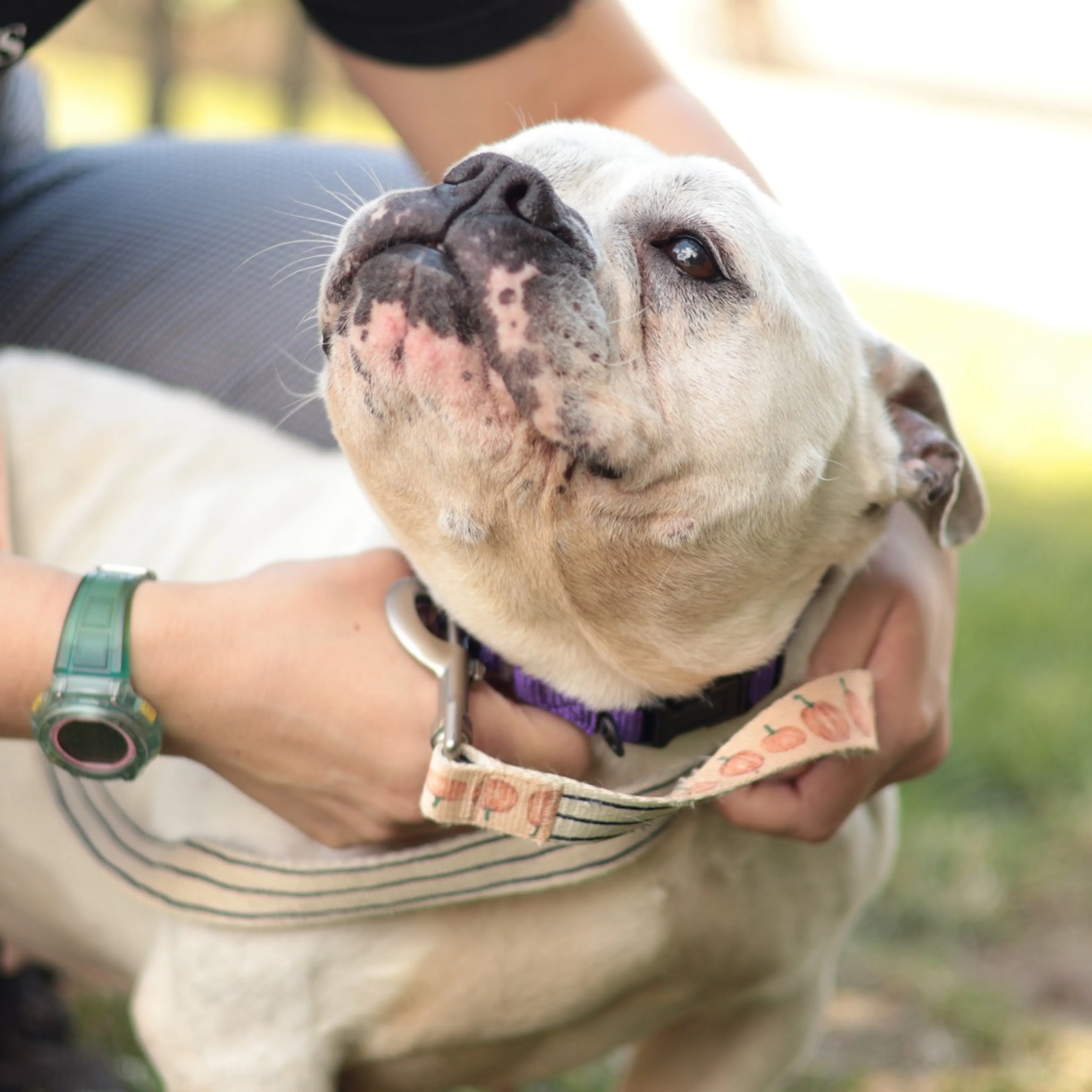 Found pet-6