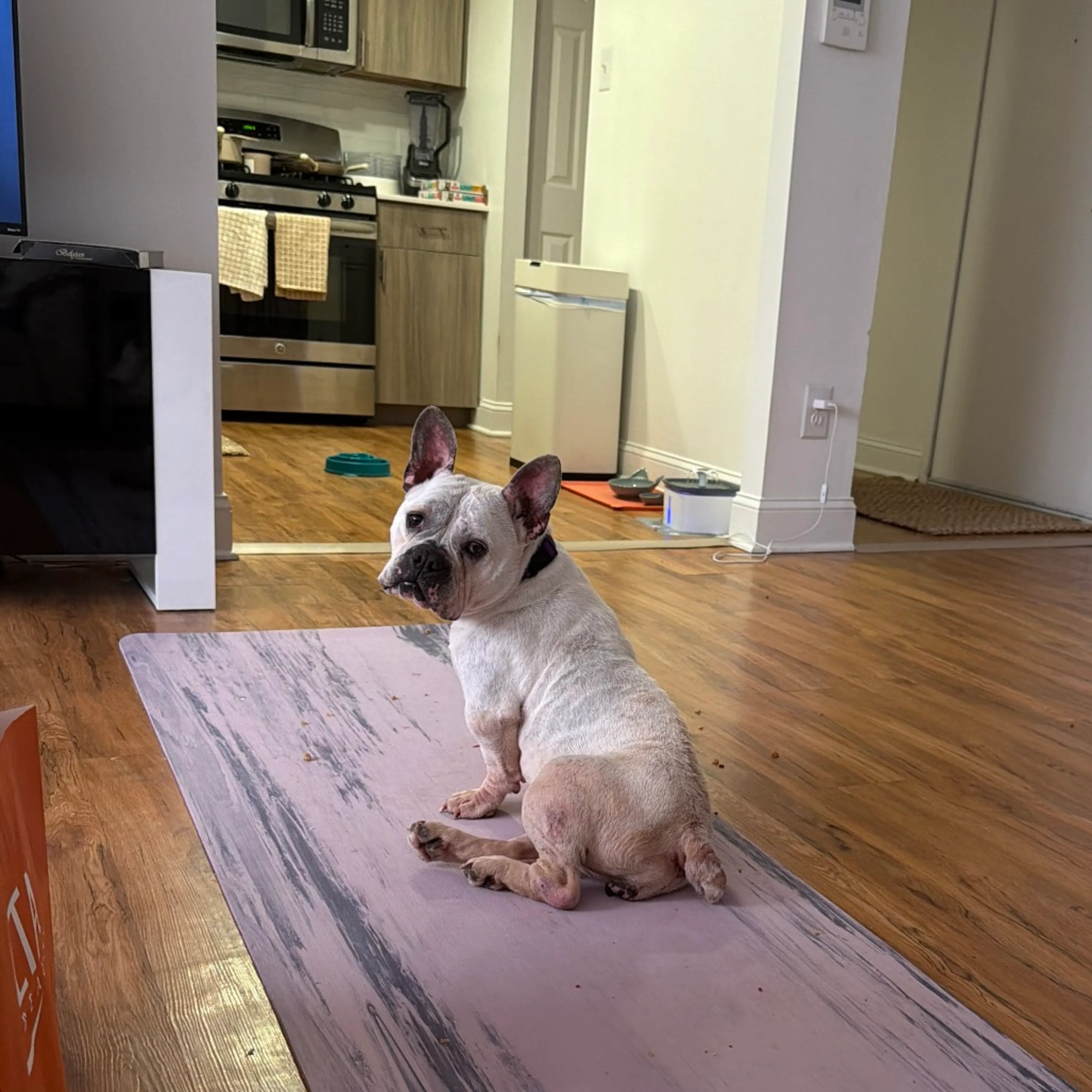 Found pet-22