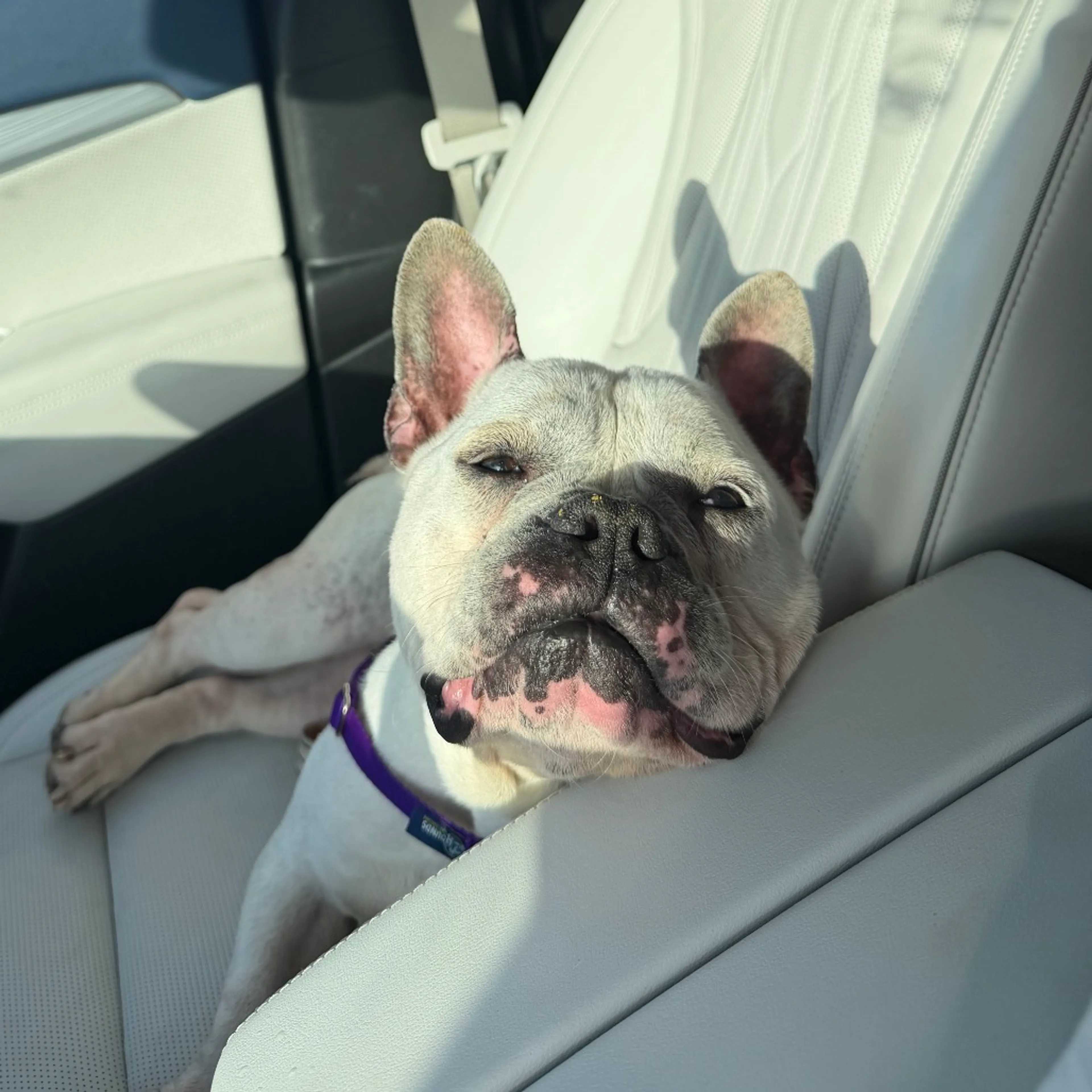 Found pet-1