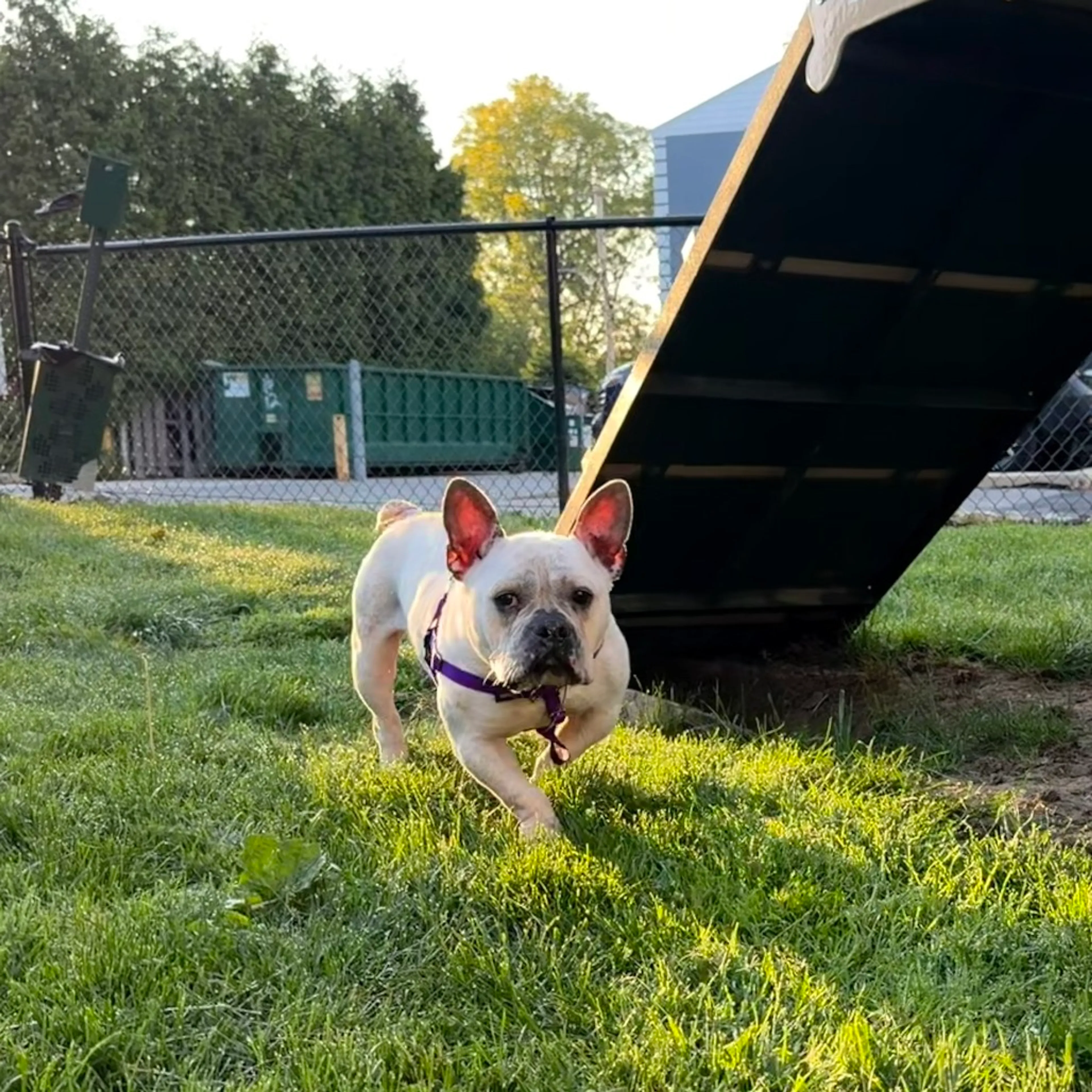 Found pet-24