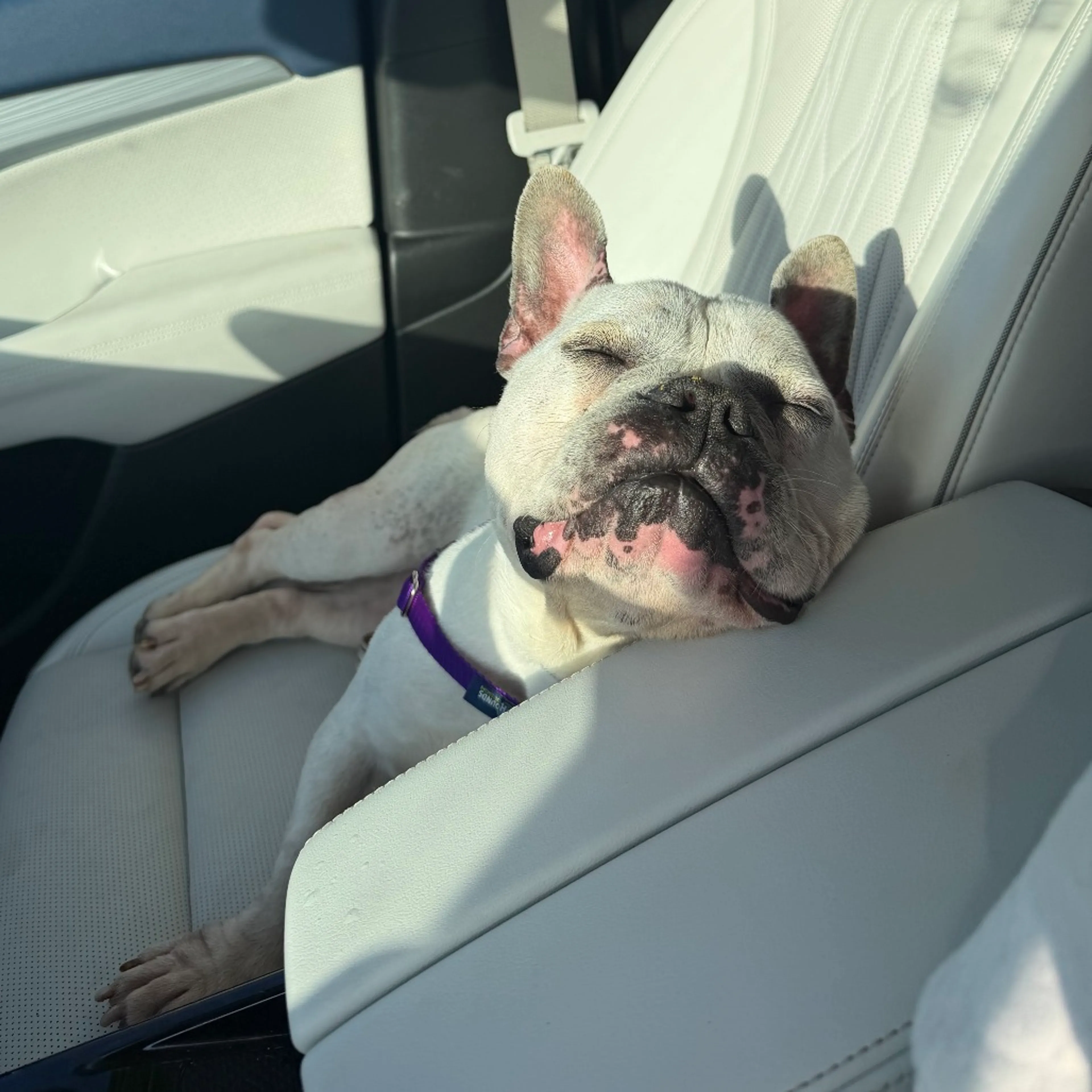 Found pet-25