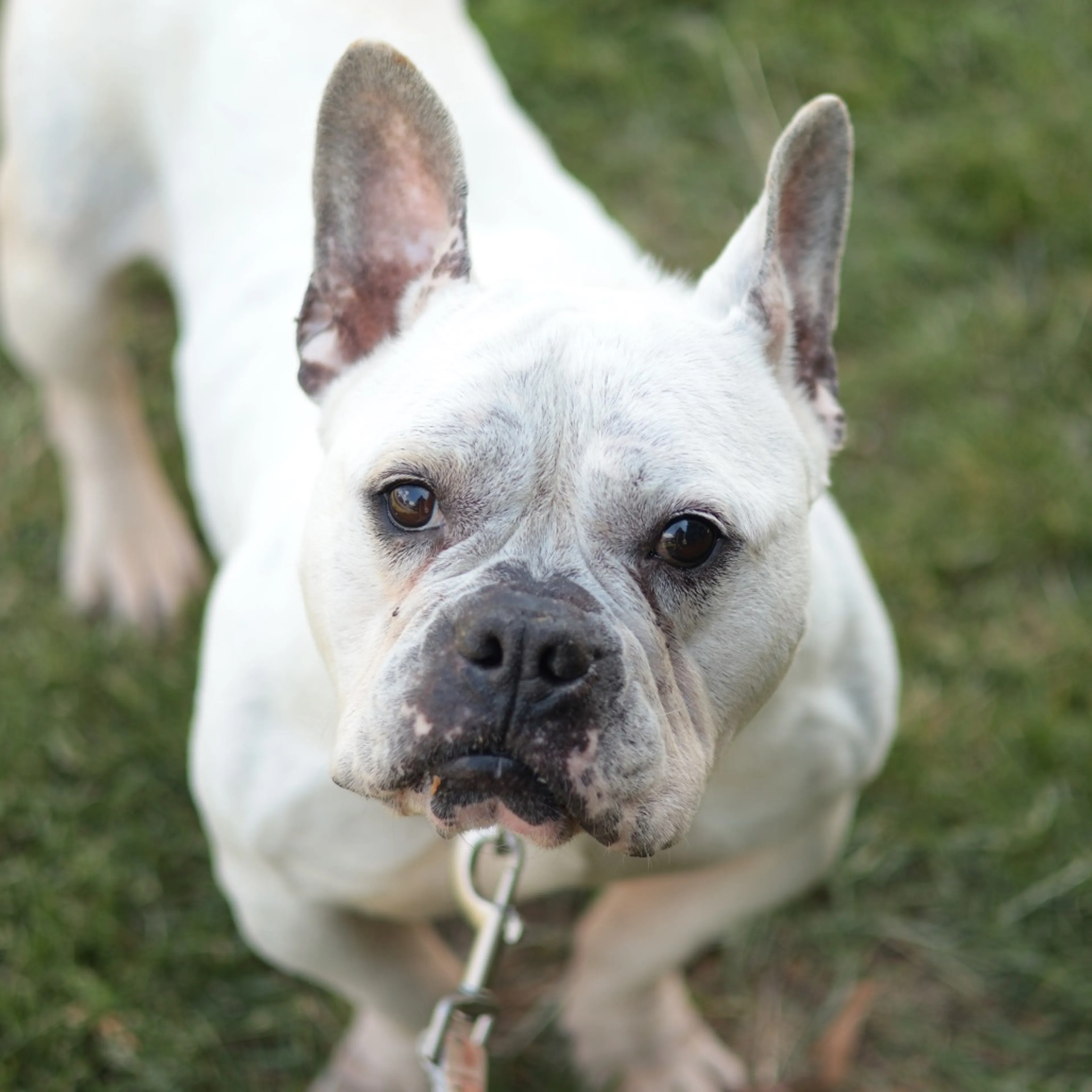 Found pet-19