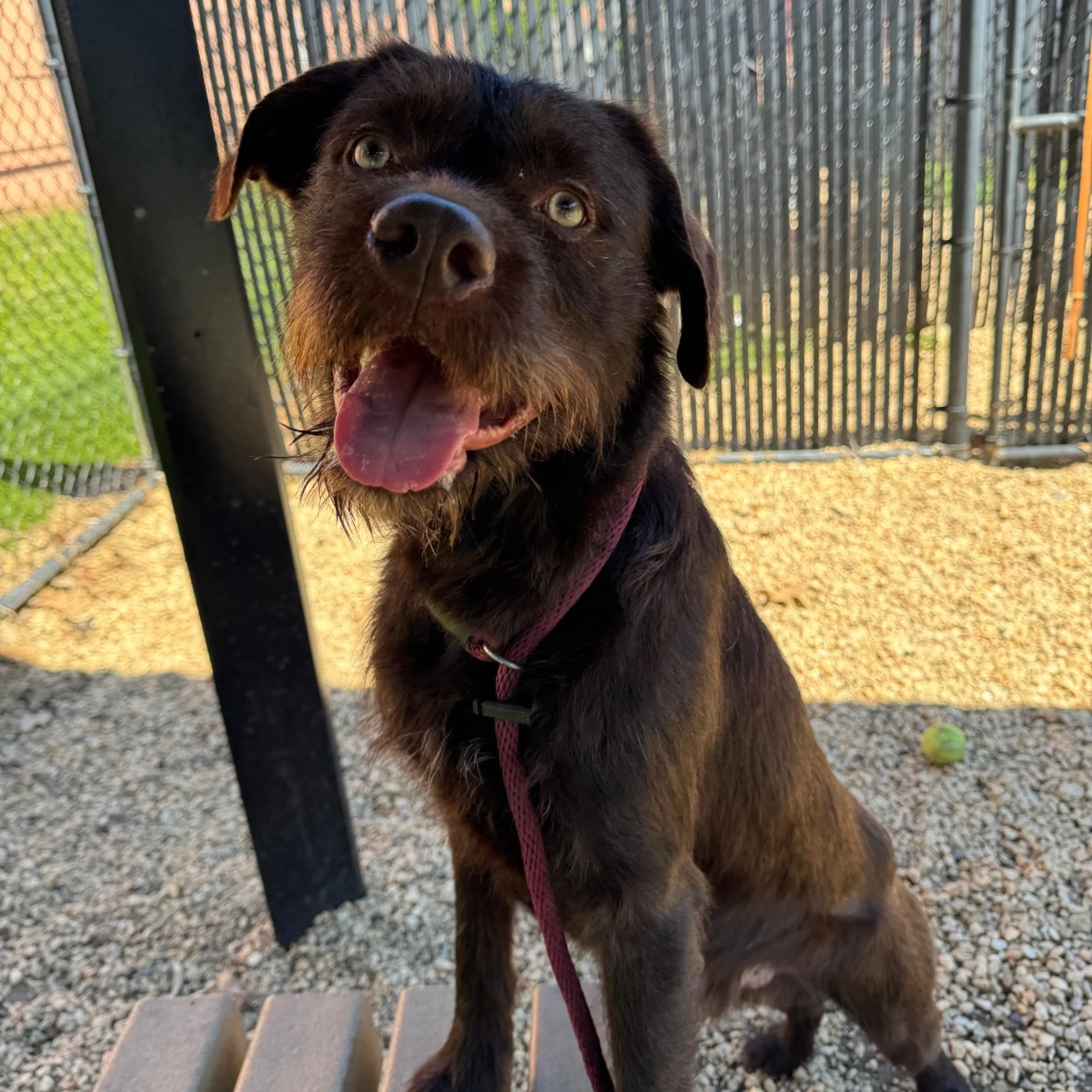 Found pet-16