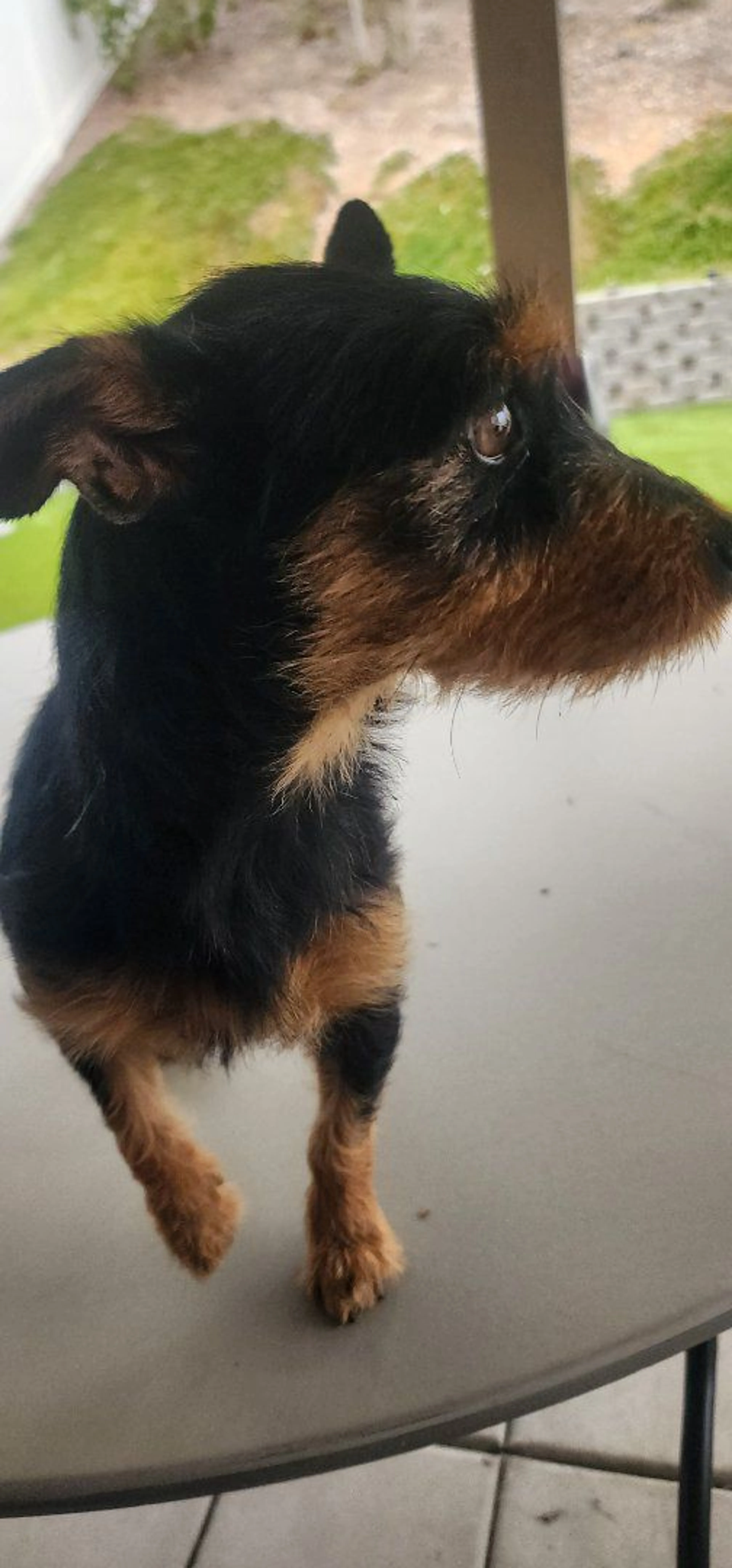 Lost pet