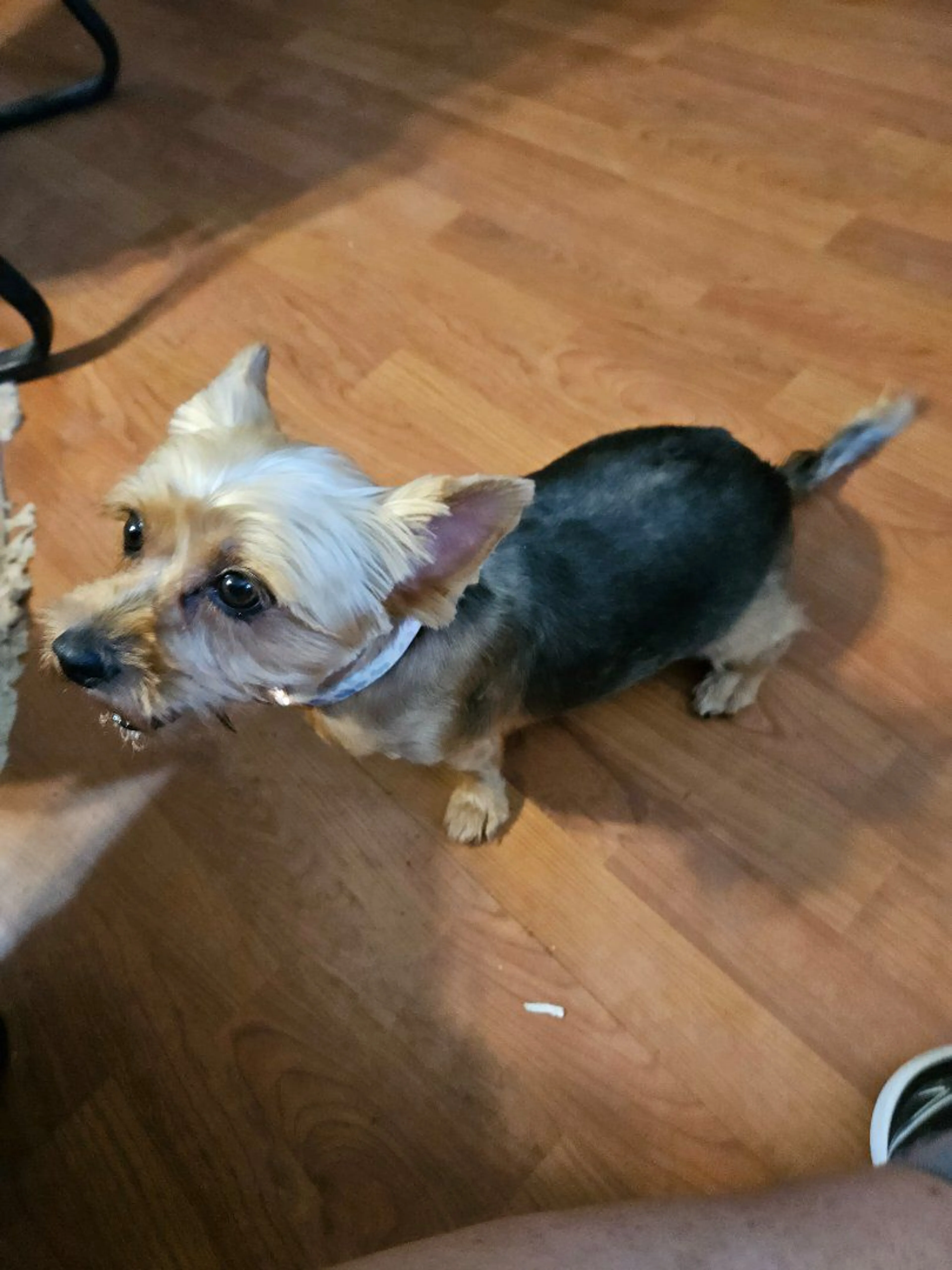 Lost pet-0