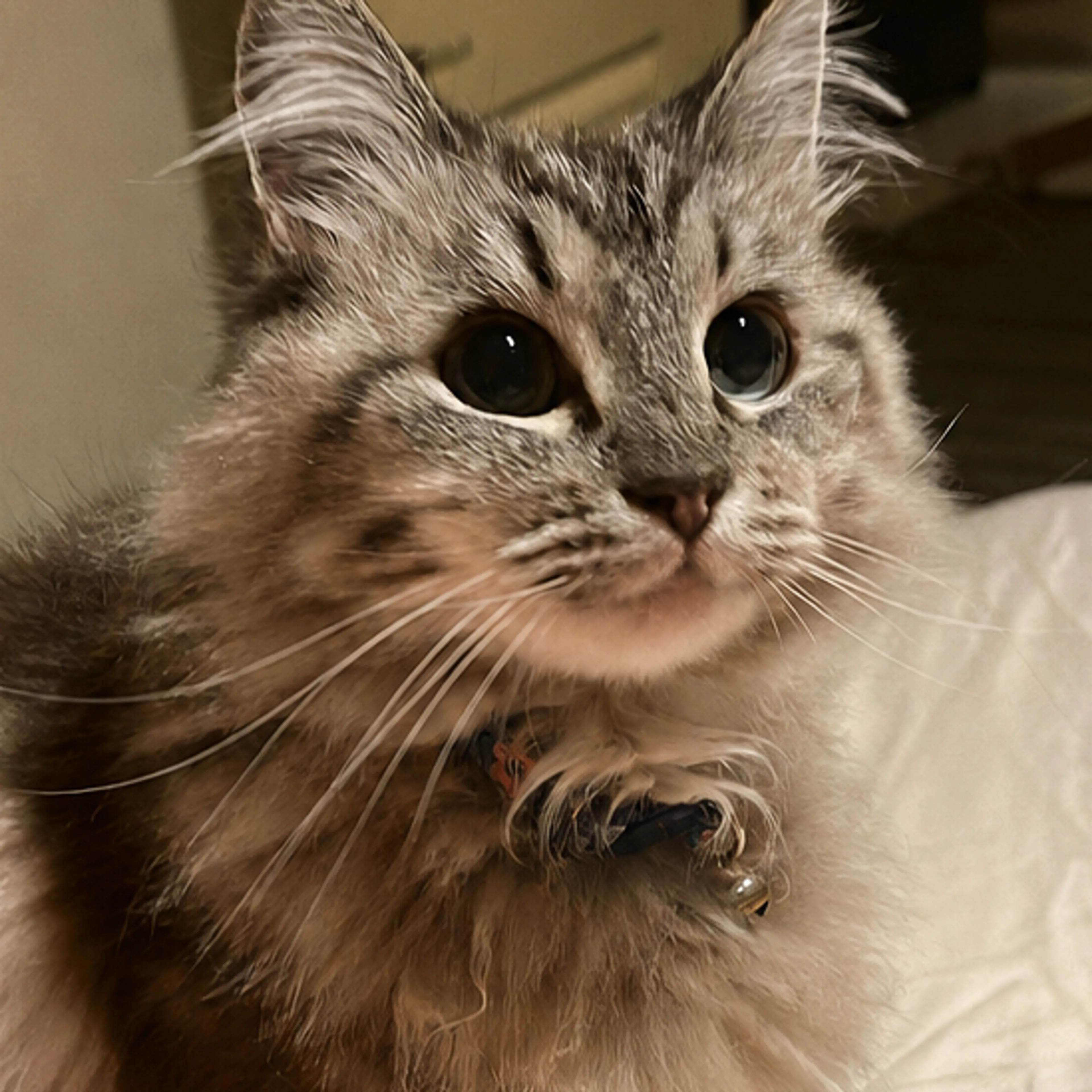 Lost pet-2