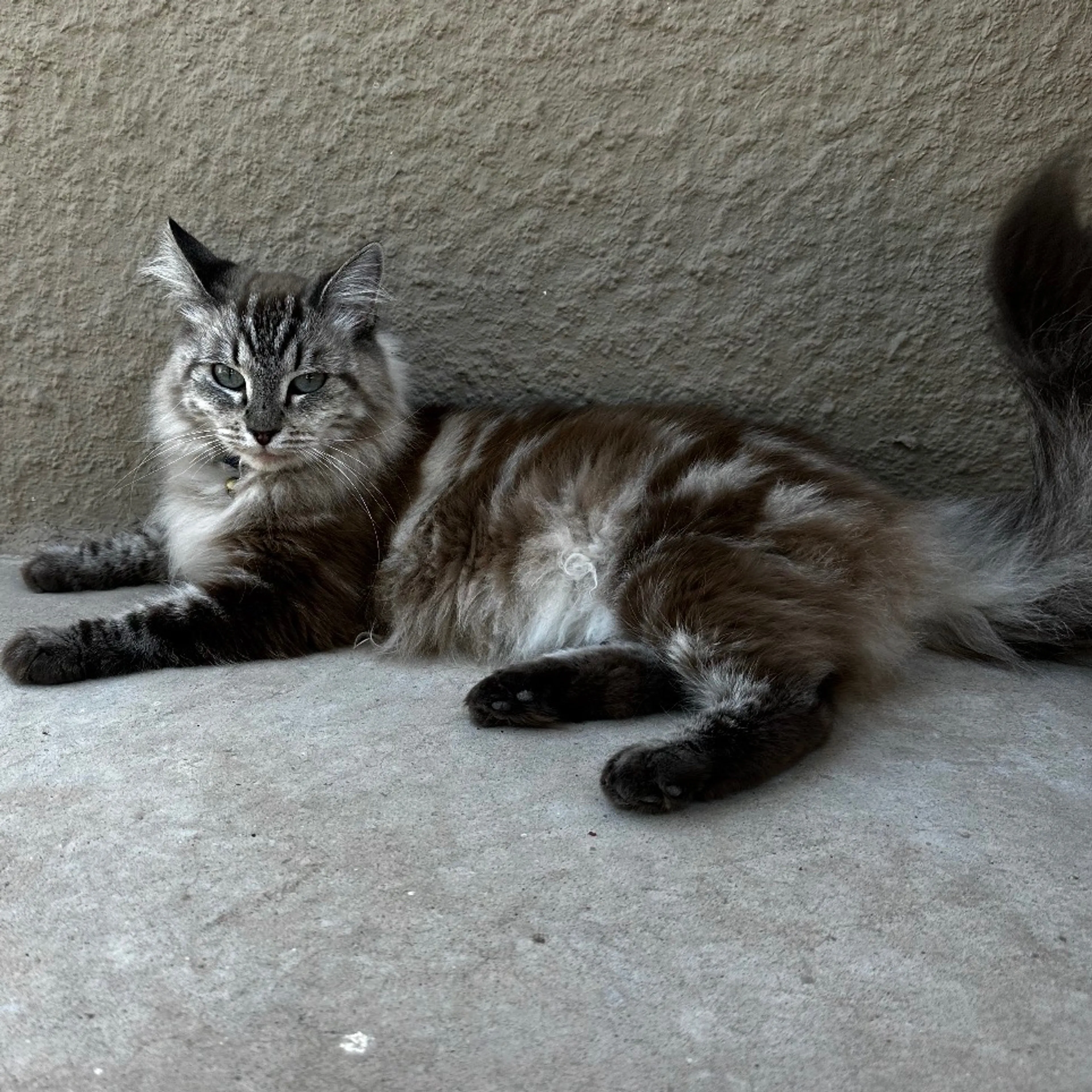 Lost pet-1