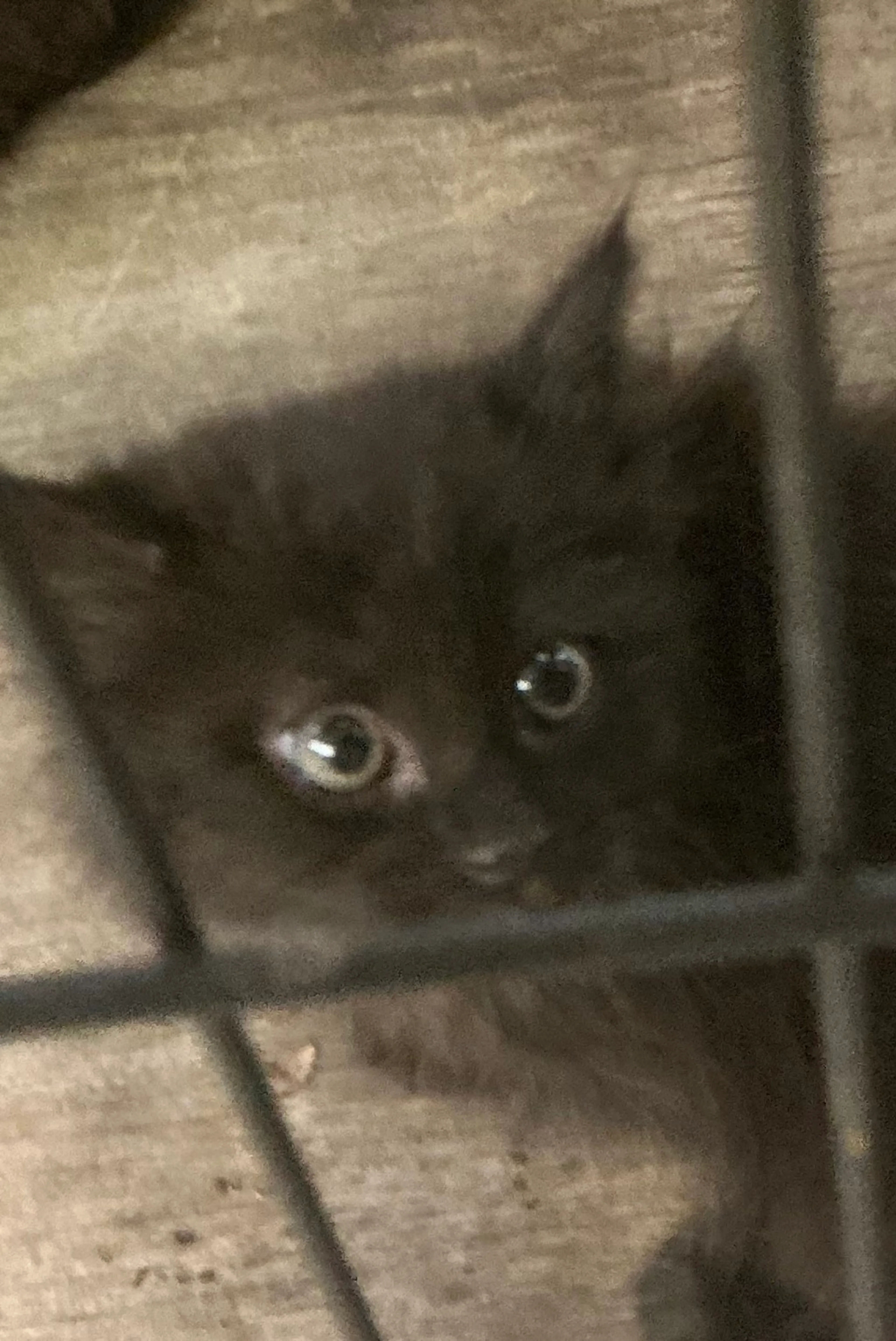 Found pet
