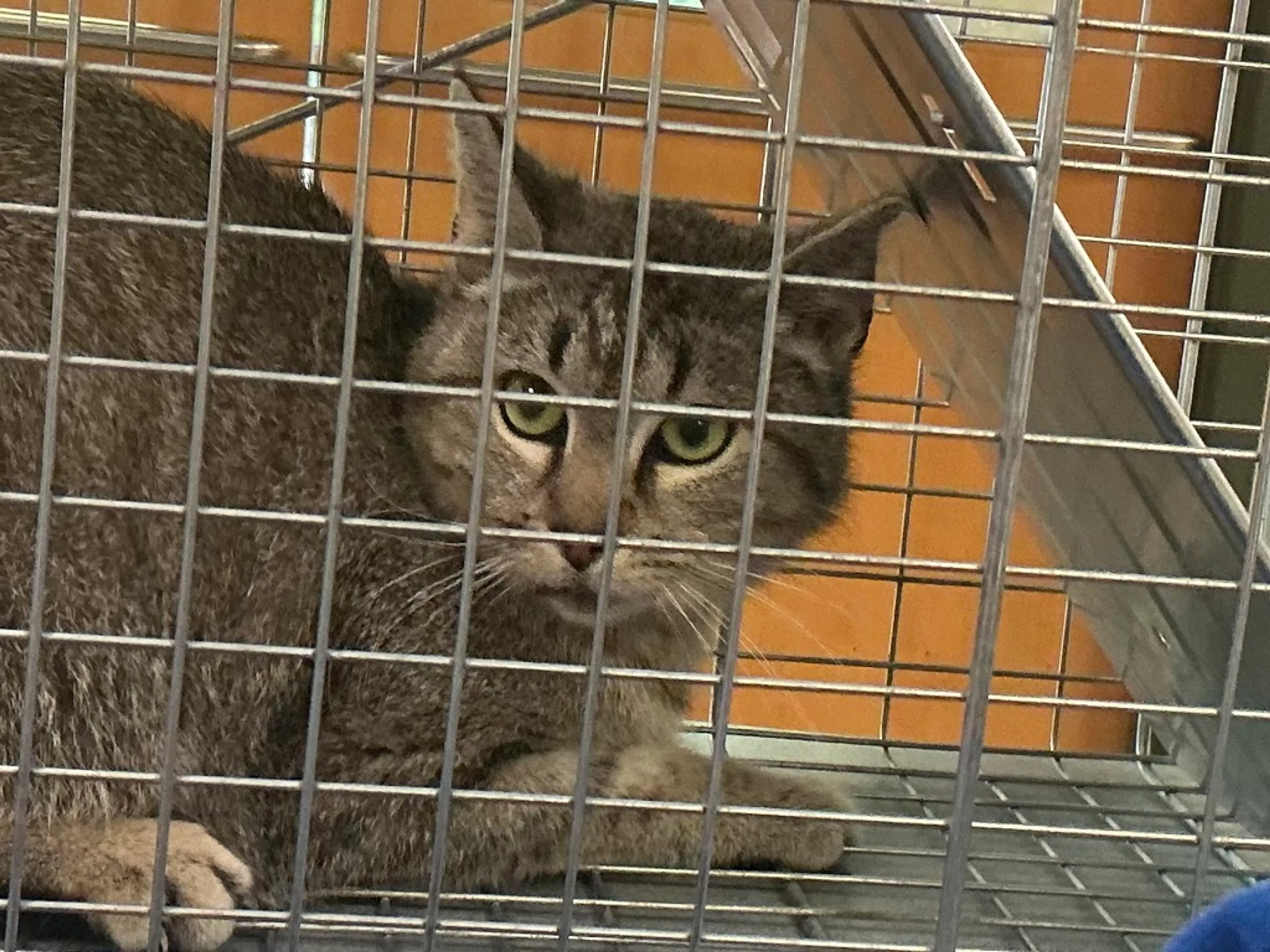 Found pet