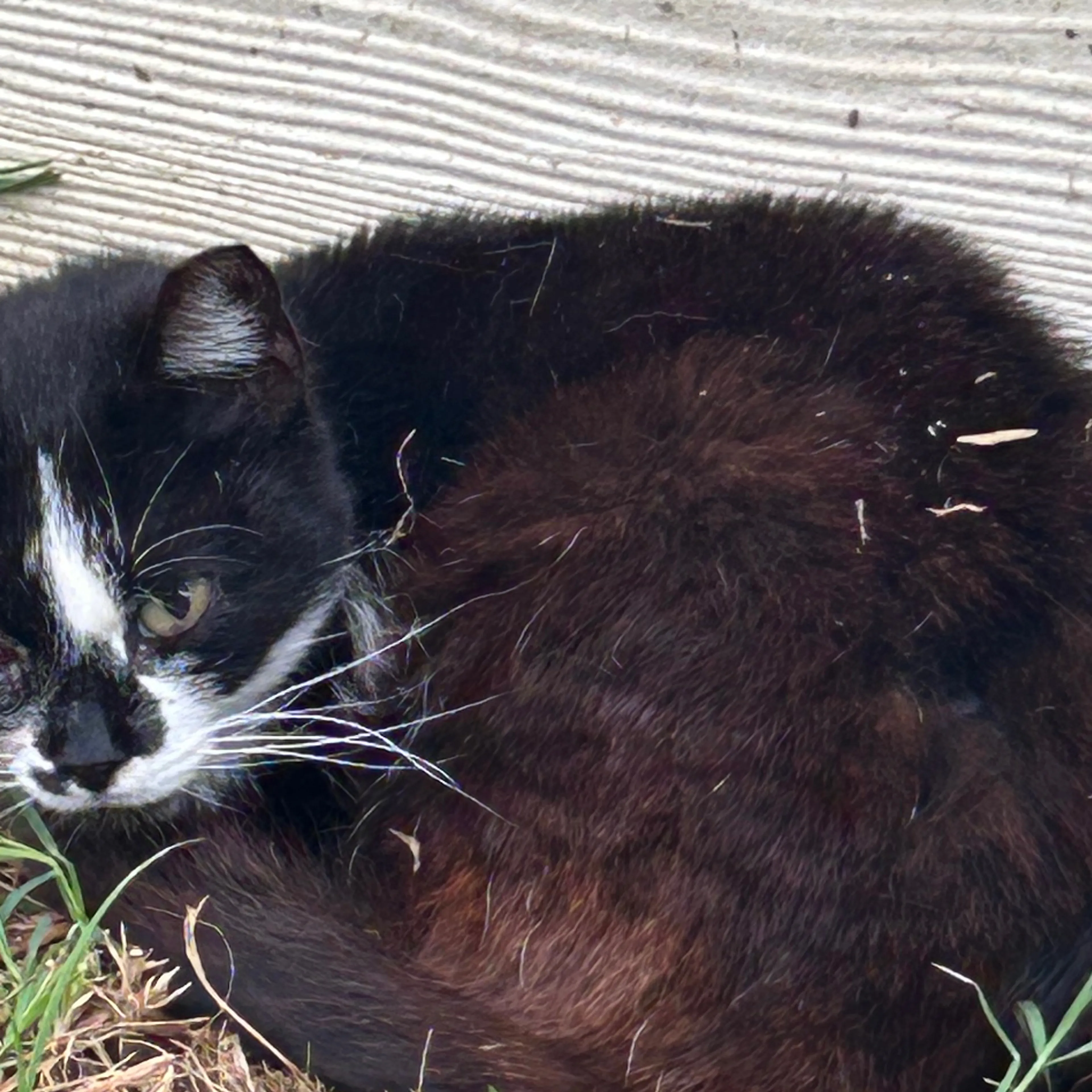 Lost pet-1
