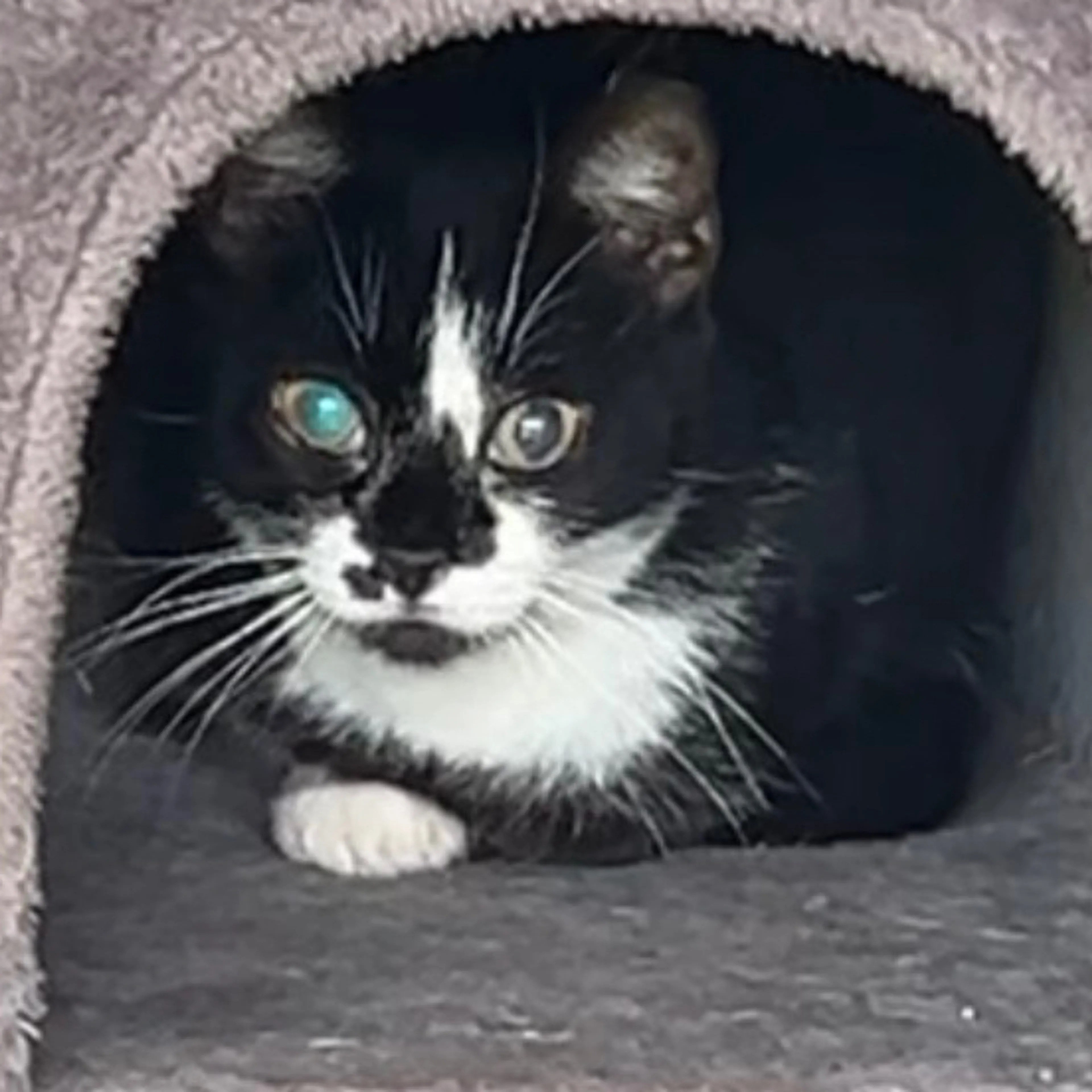 Lost pet-2