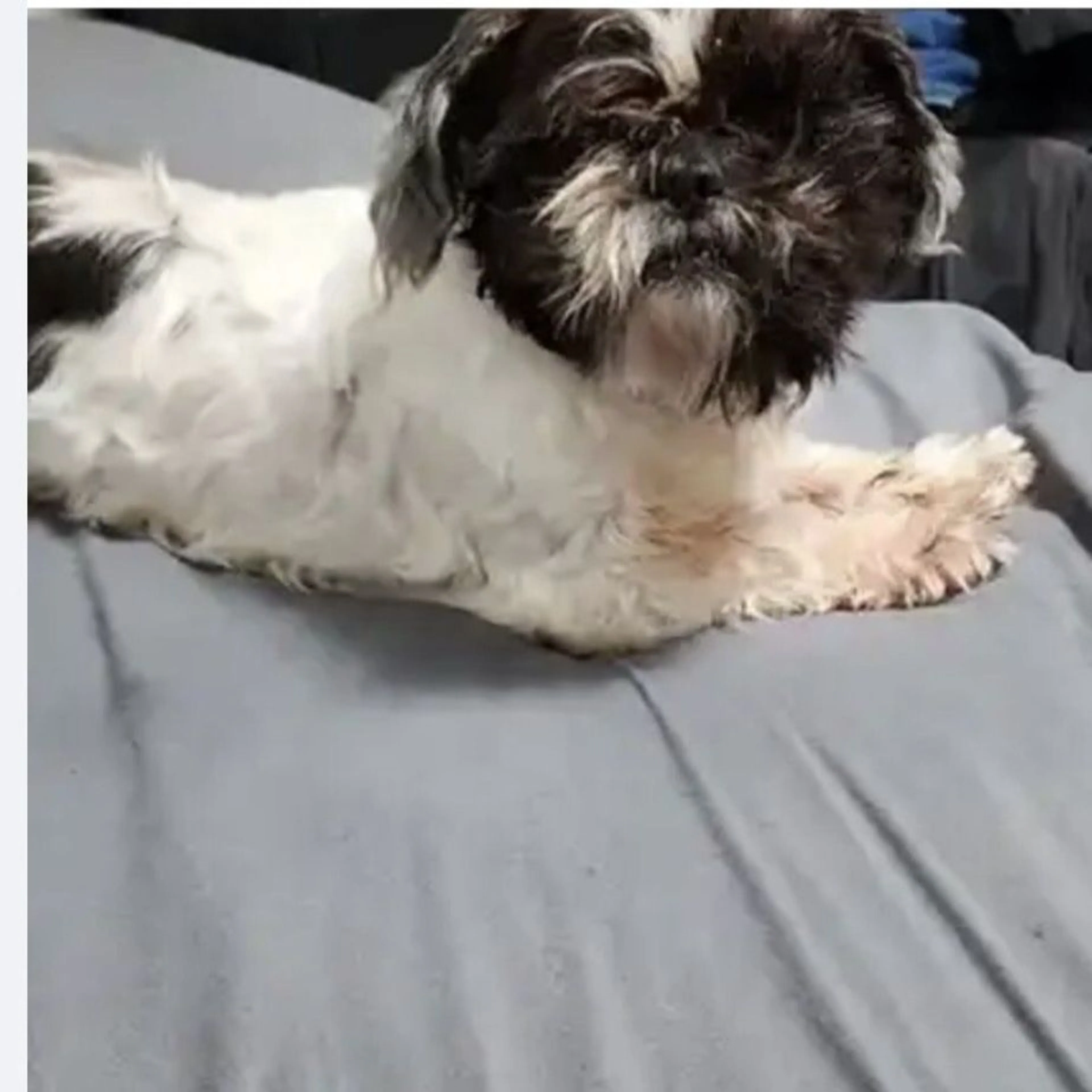 Lost pet