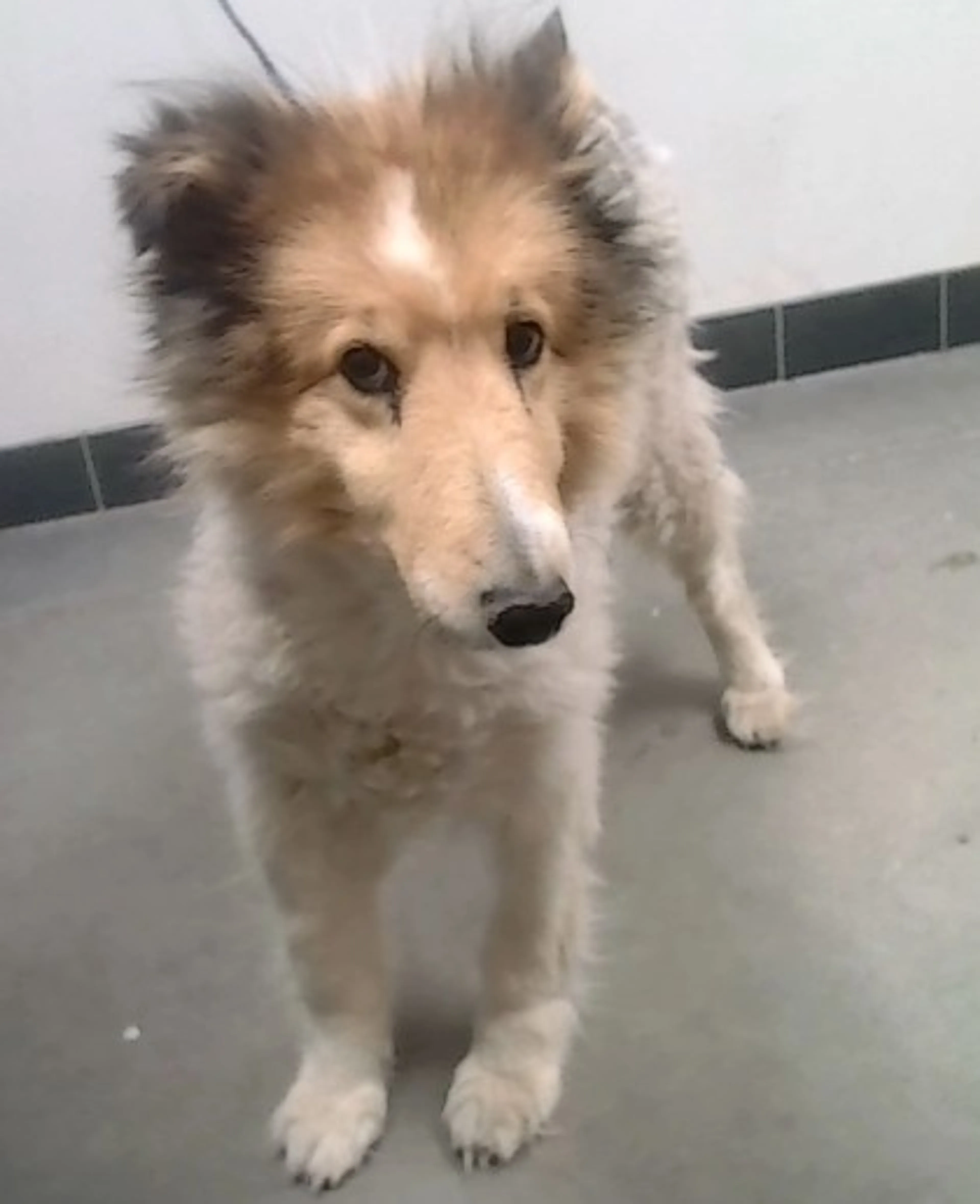 Found pet