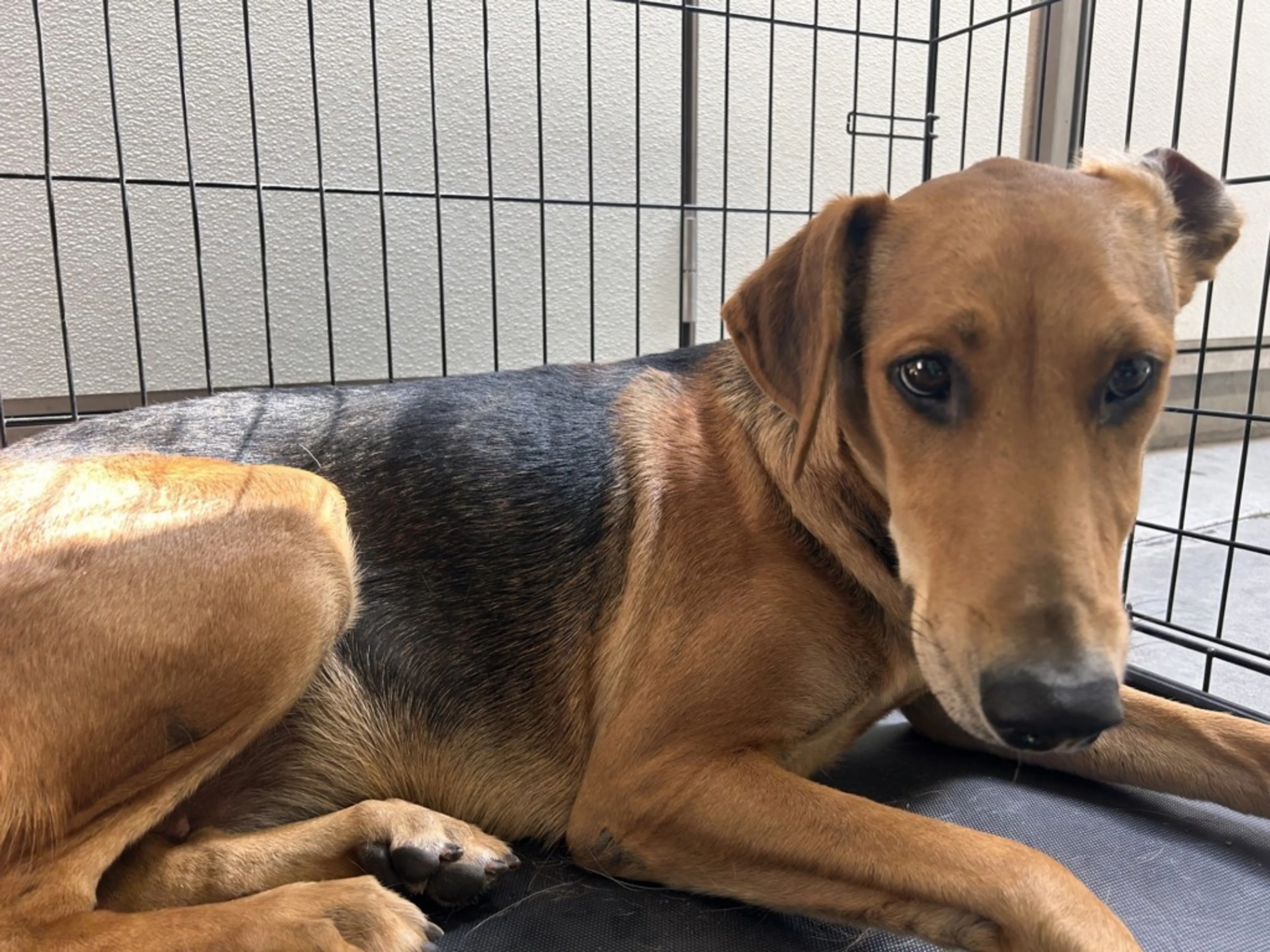 Found pet