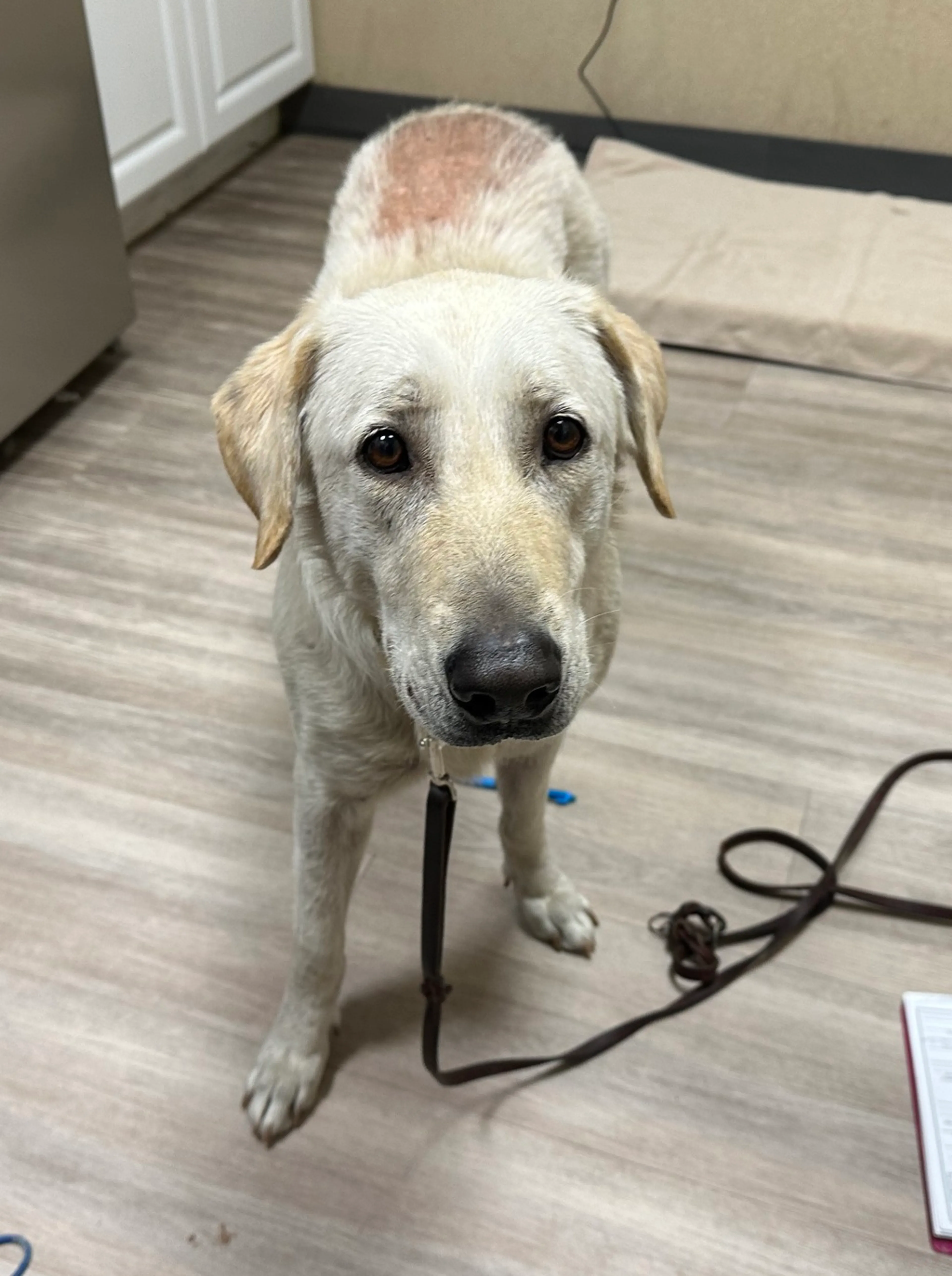 Found pet