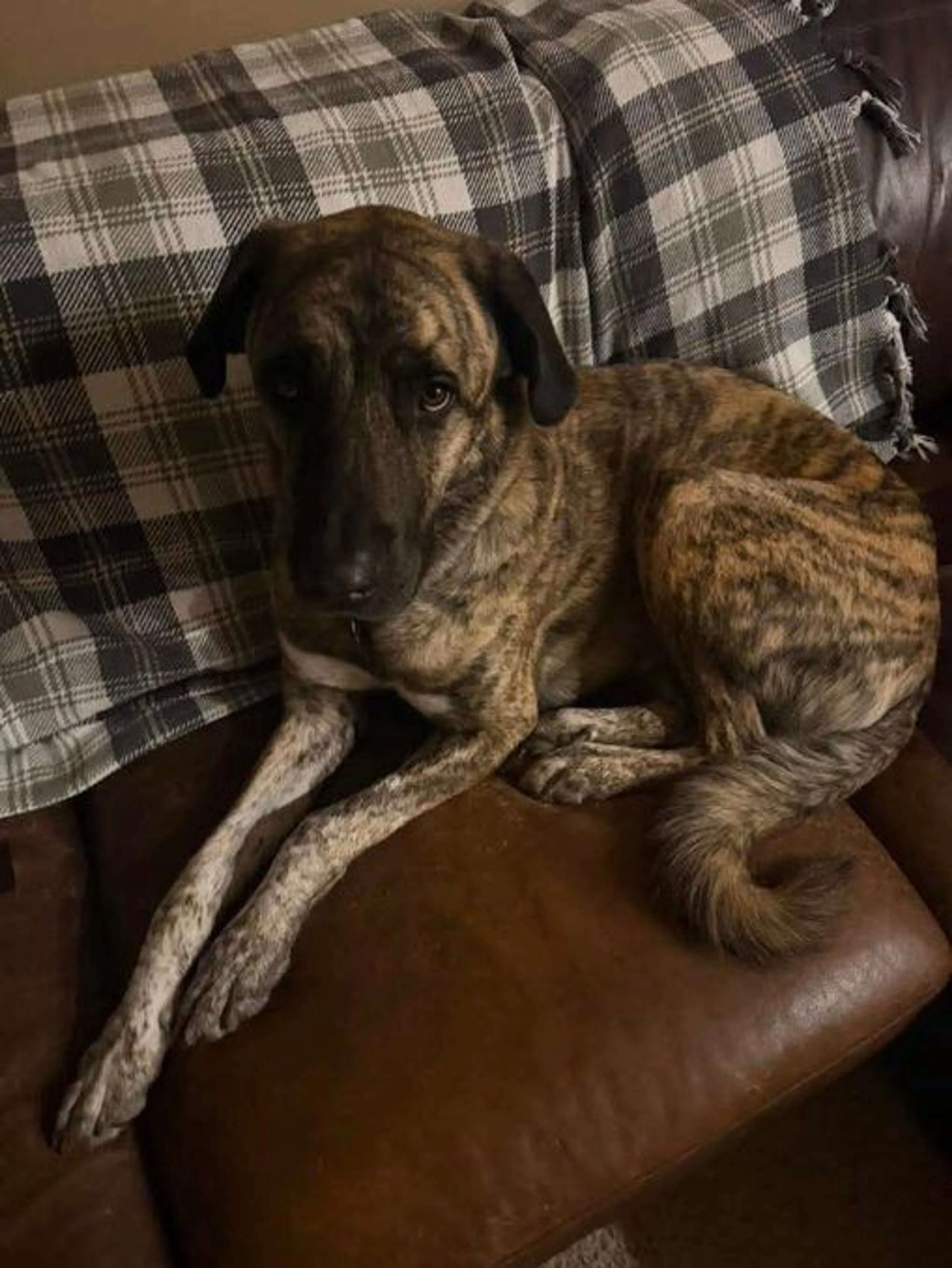 Lost pet
