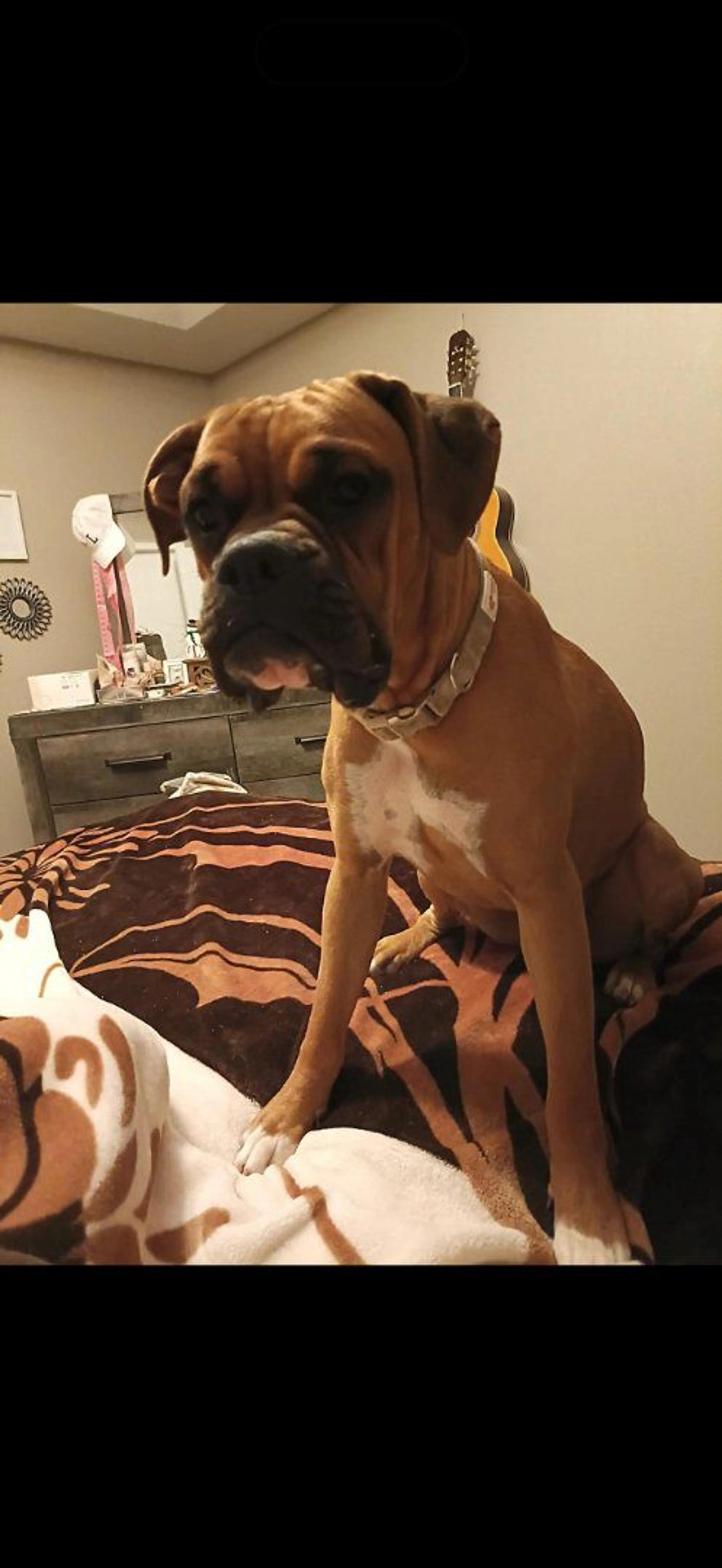 Lost pet