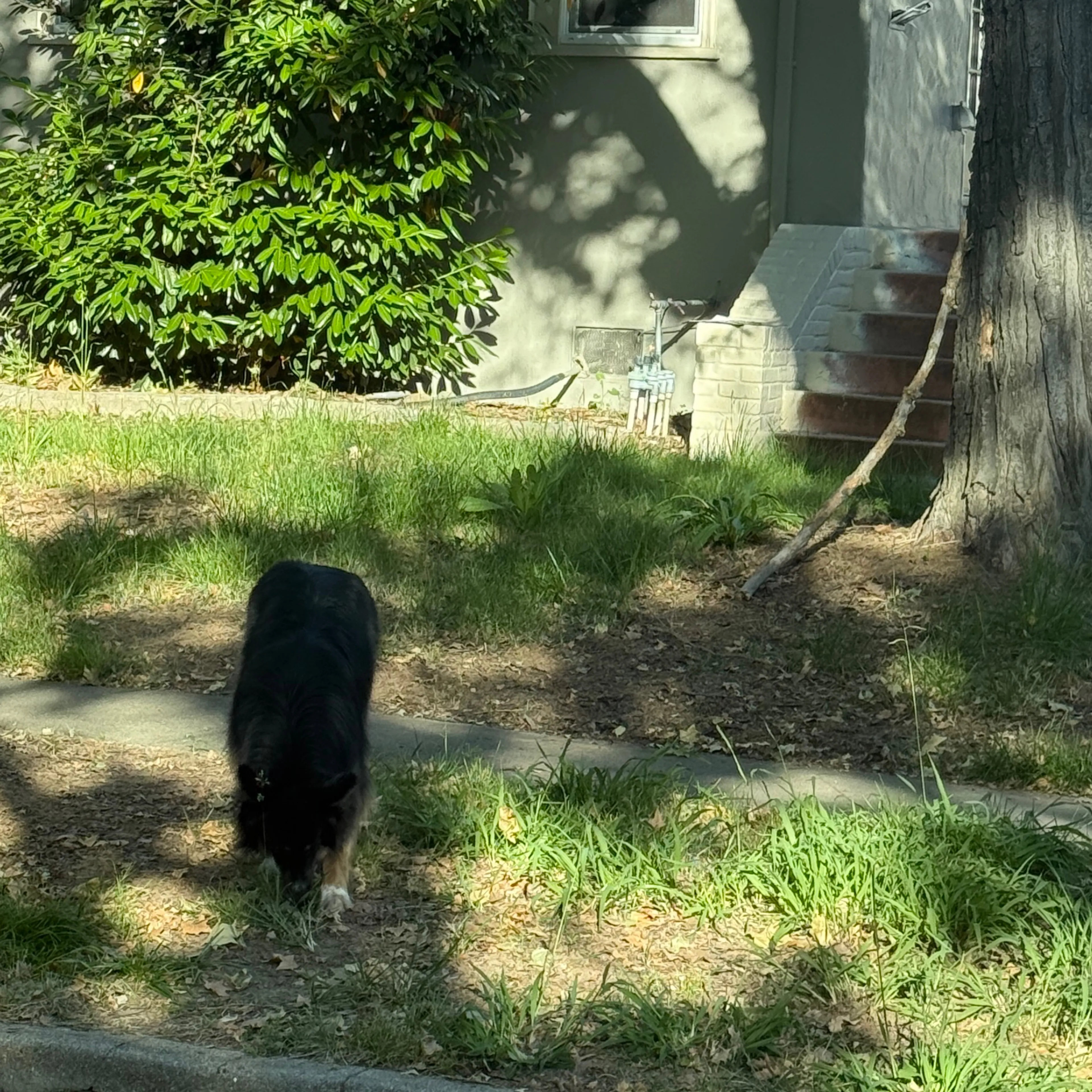 Found pet-2