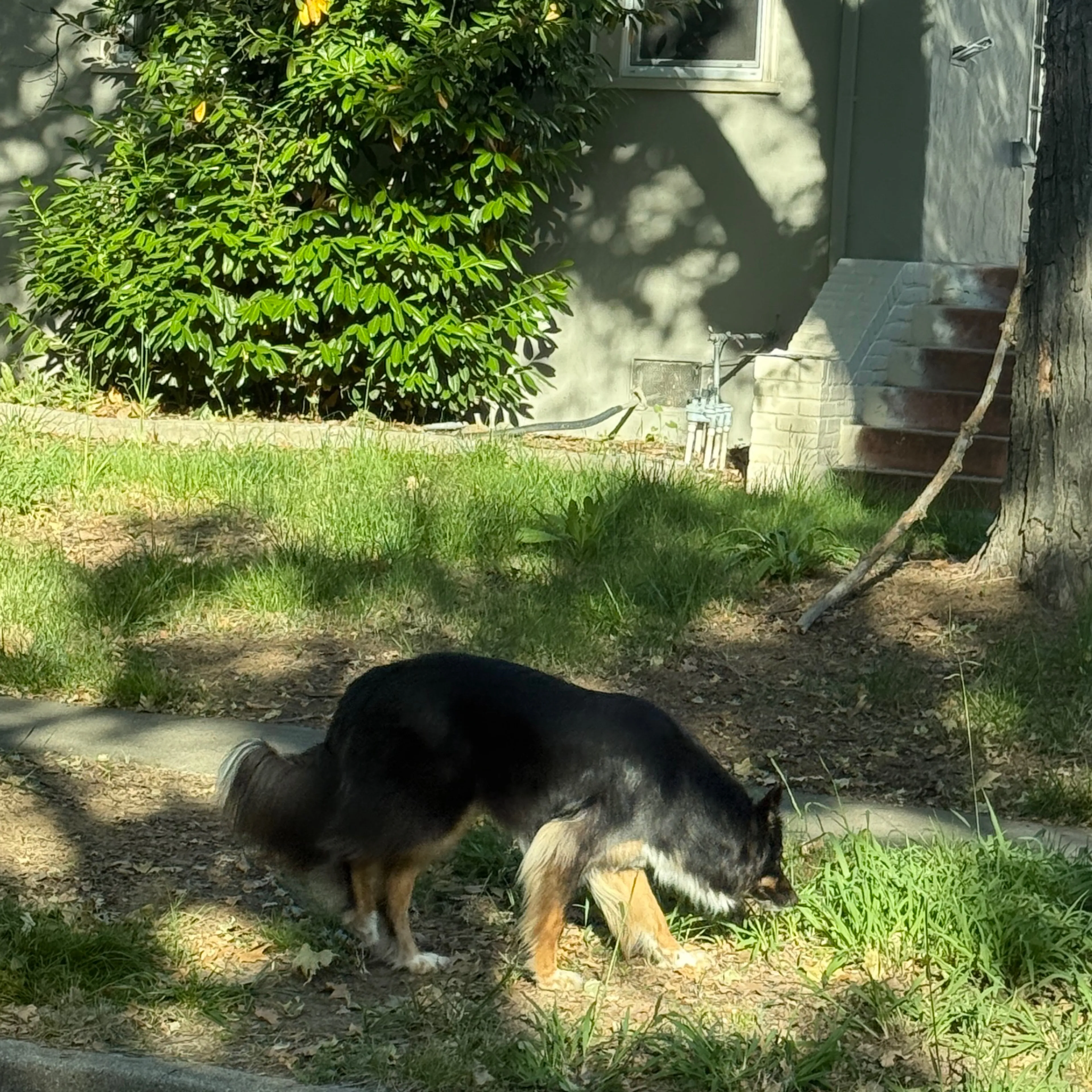 Found pet-1