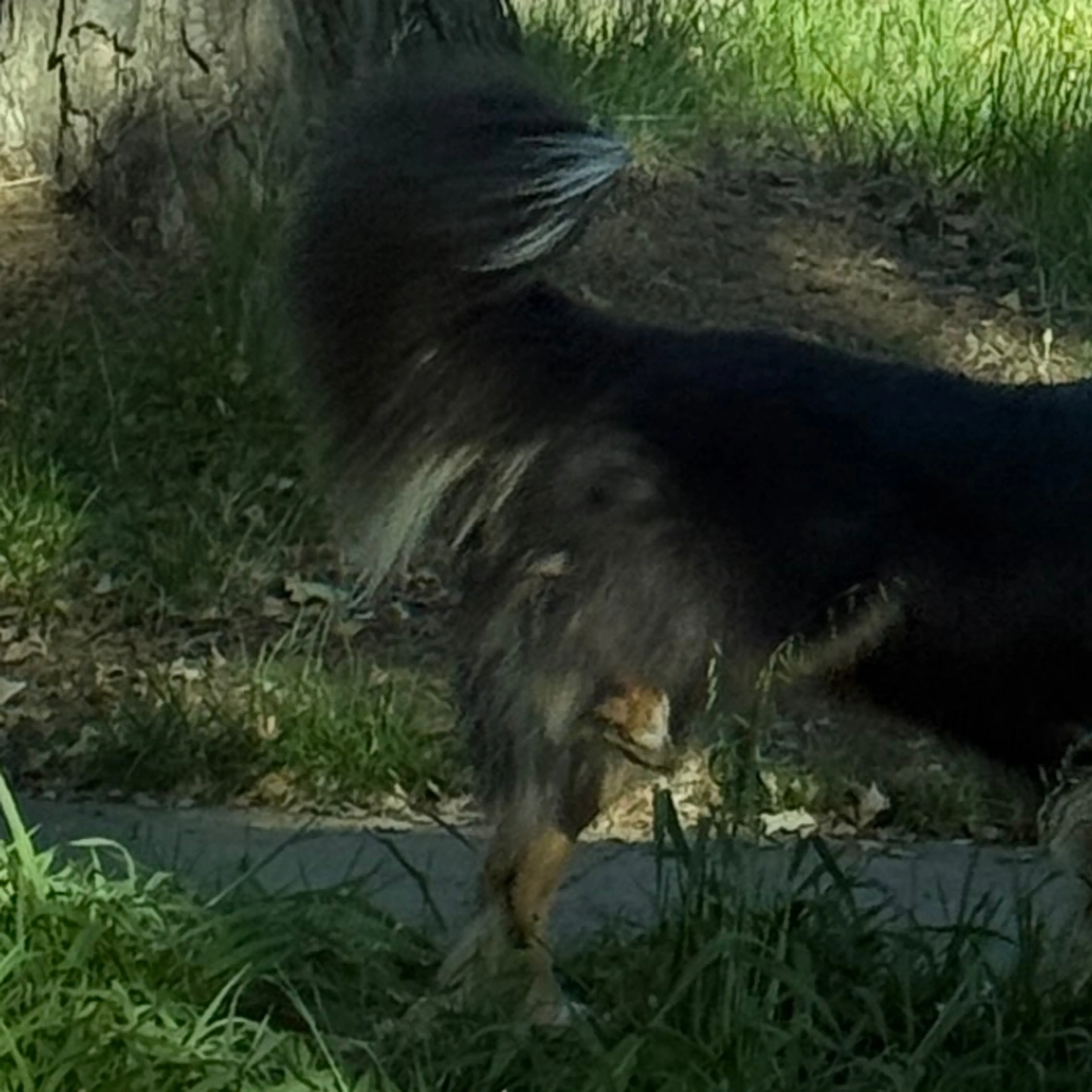 Found pet-3