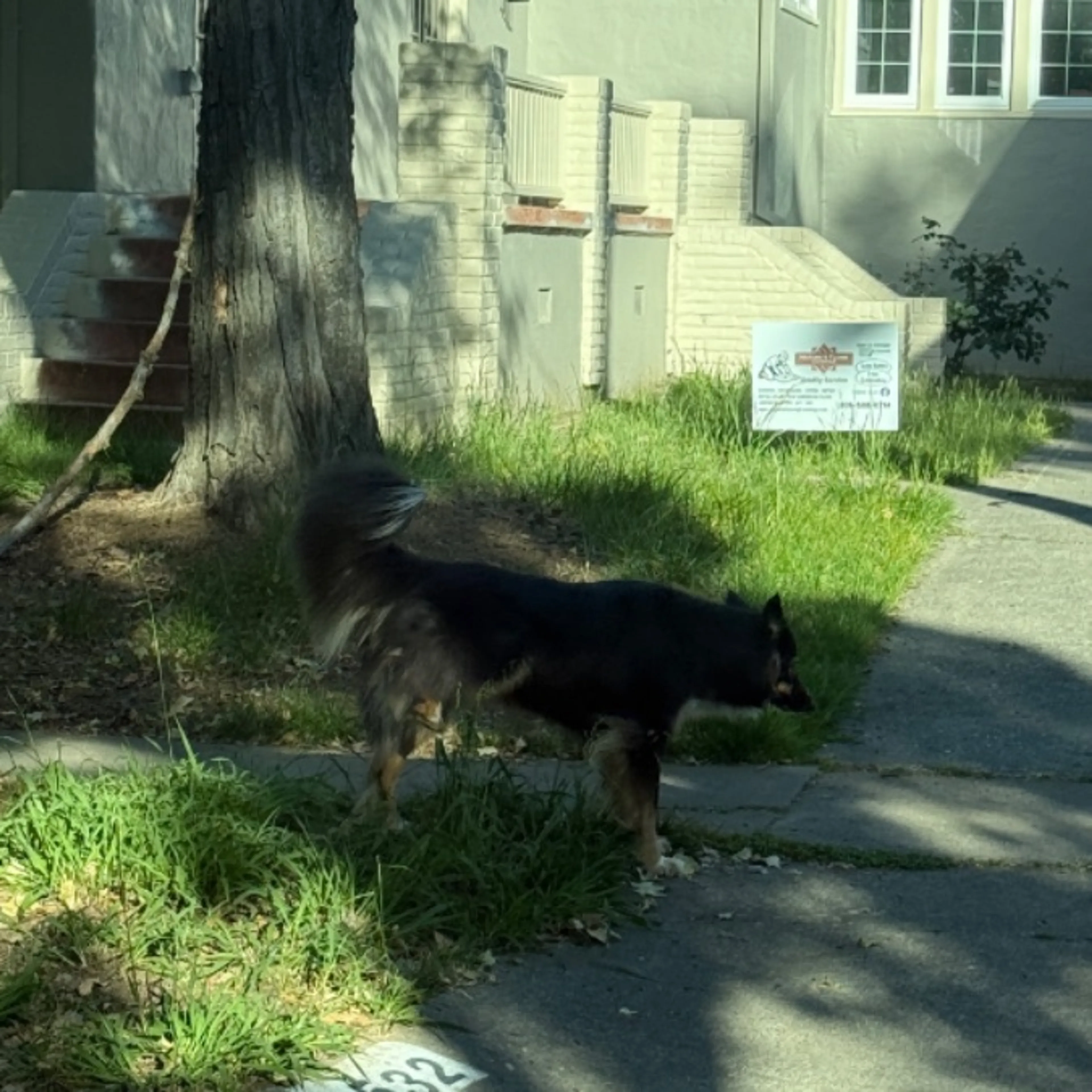 Found pet-0