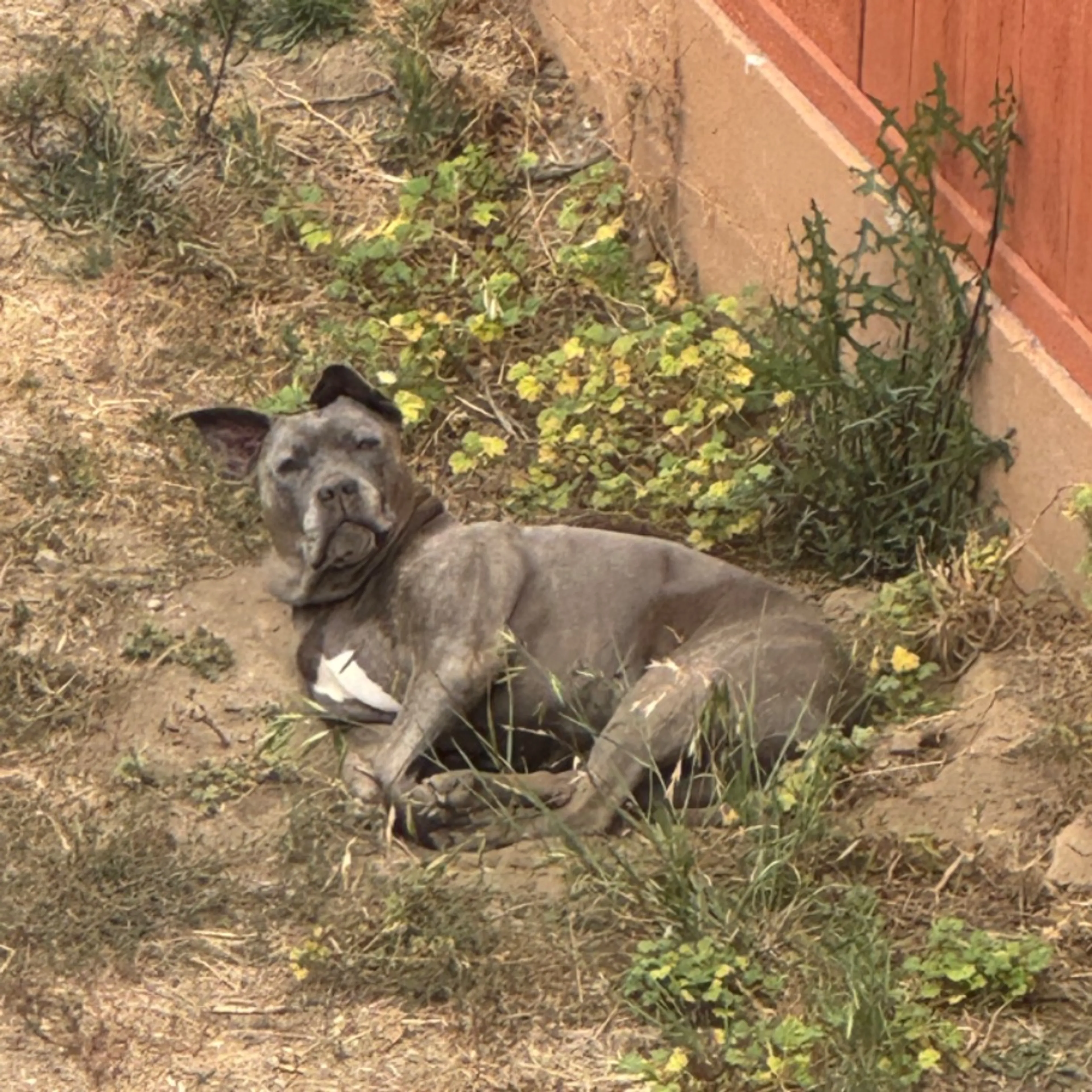 Lost pet