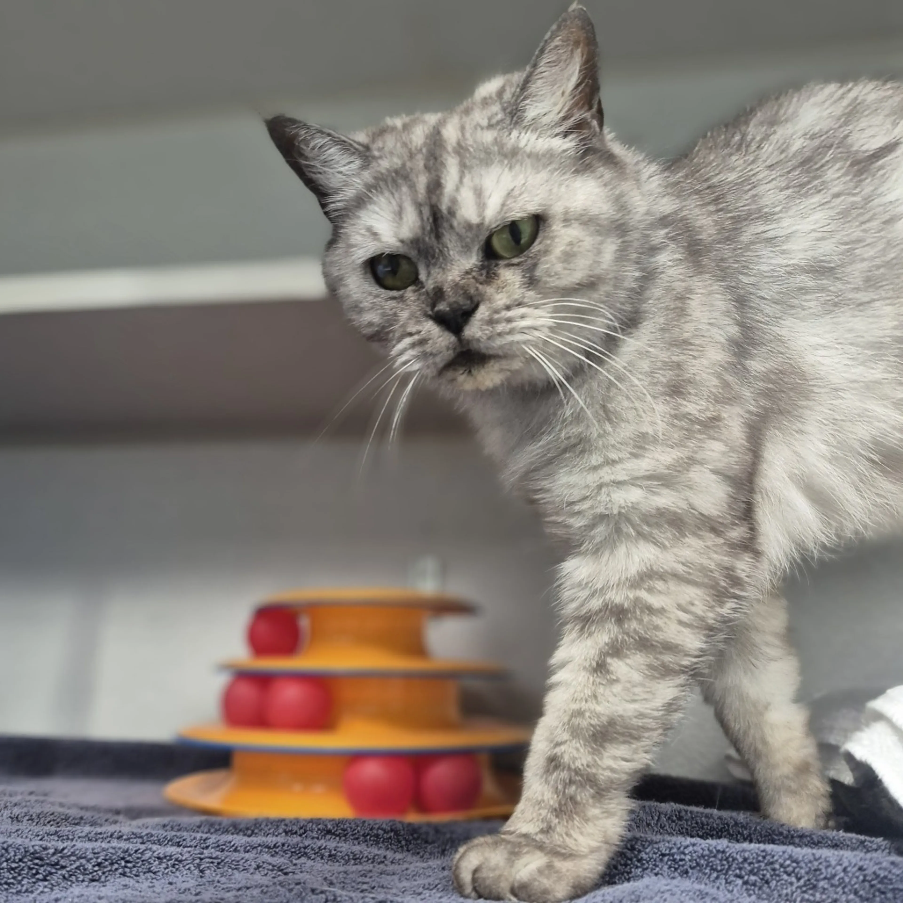 Found pet-1