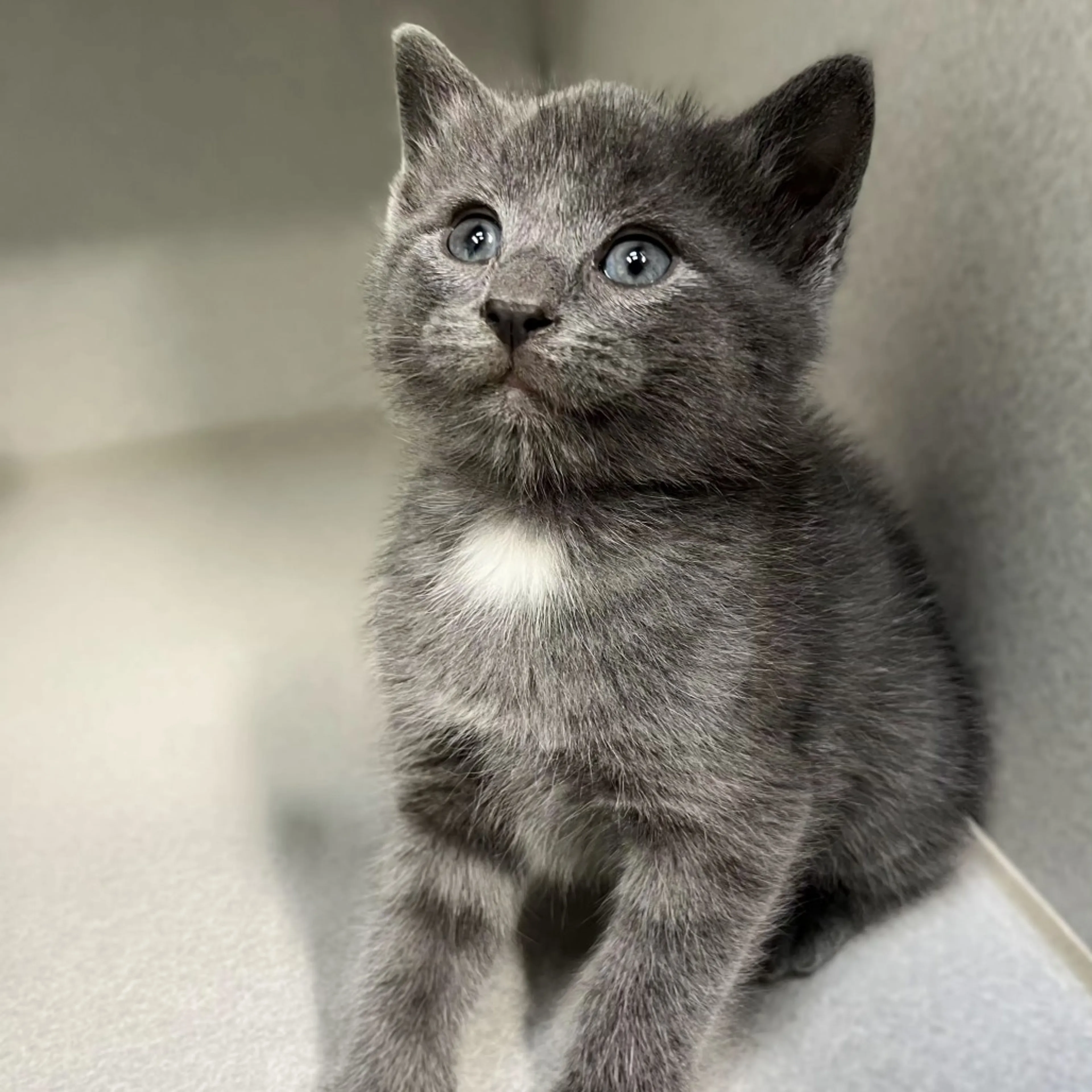 Found pet-1