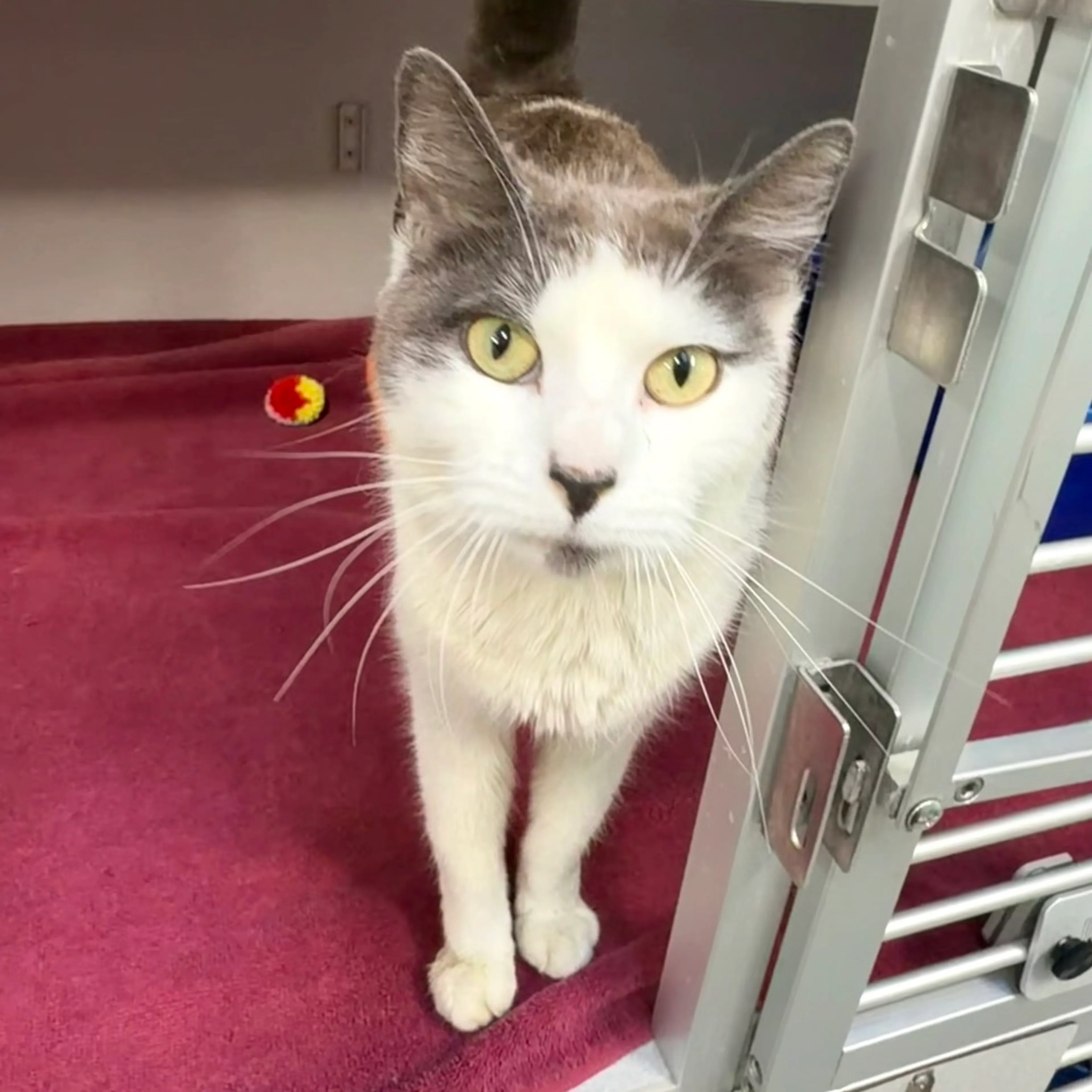Found pet