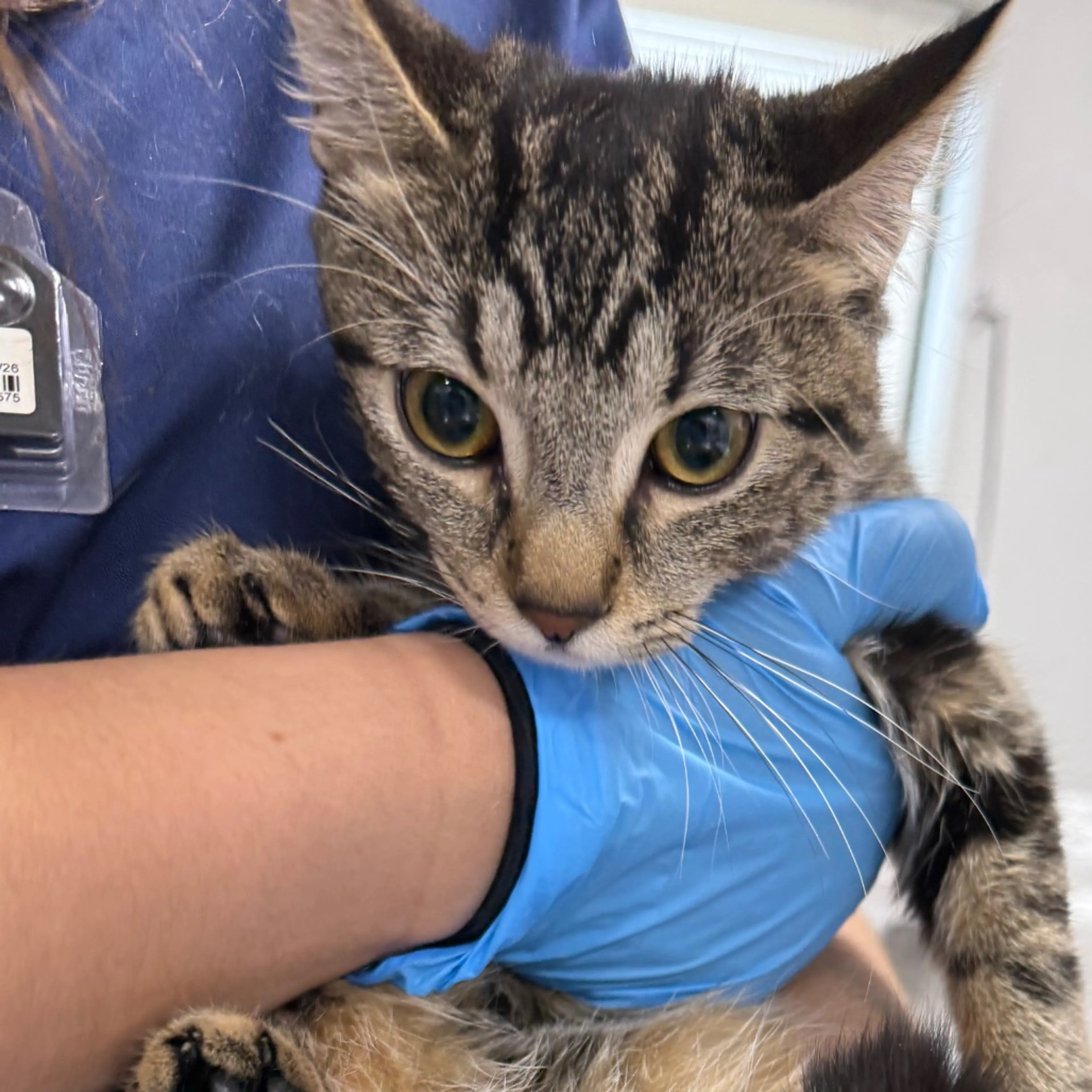 Found pet