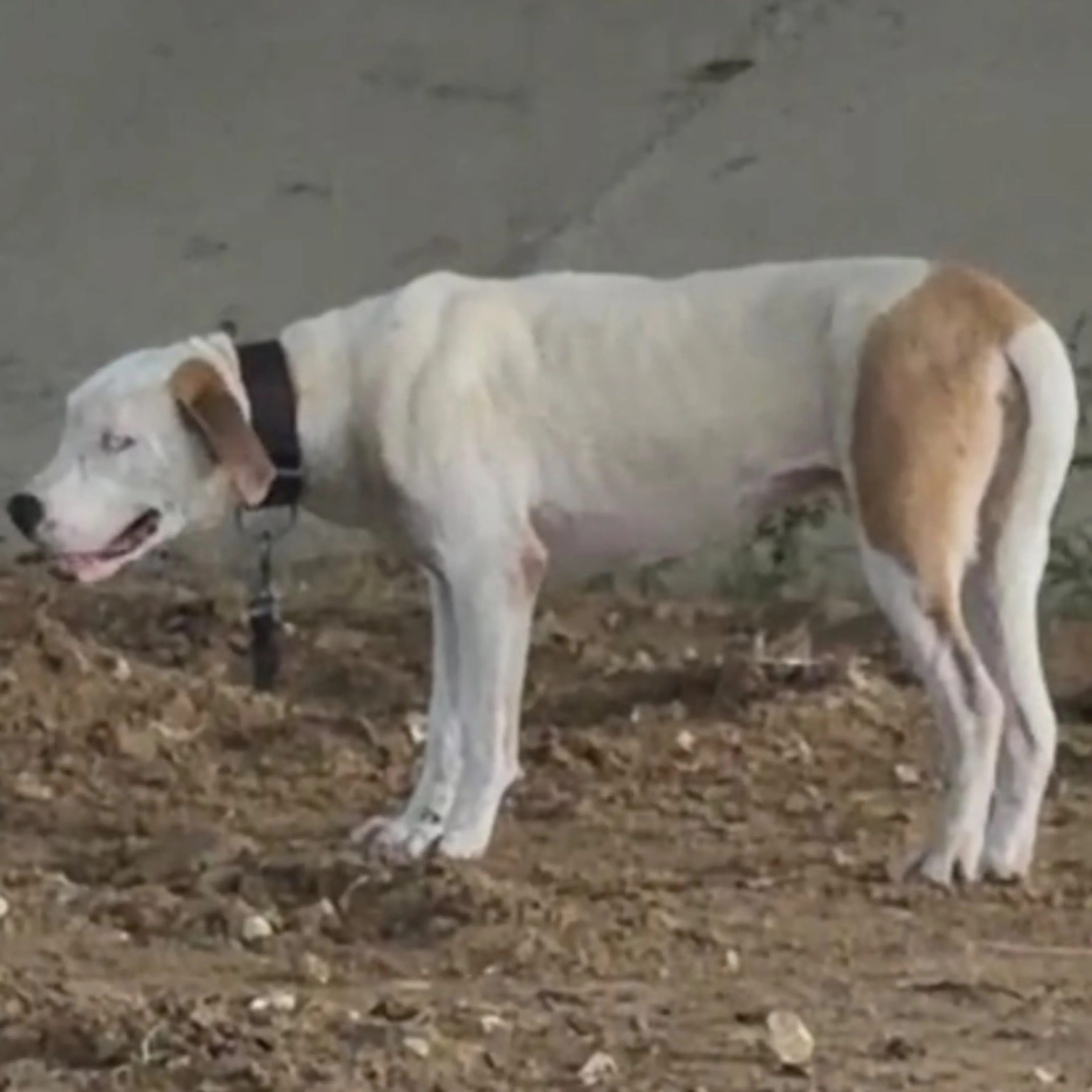 Found pet
