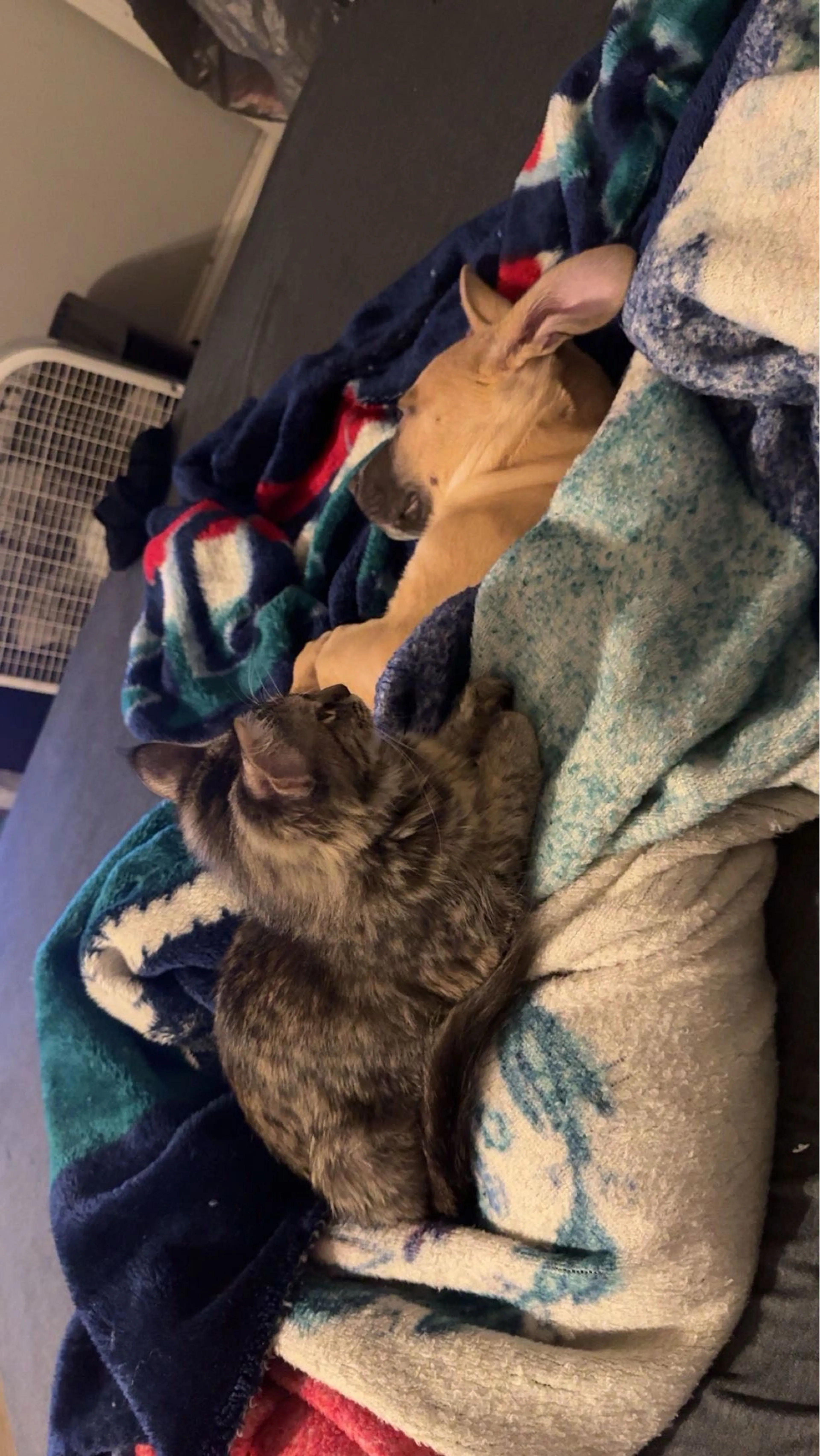 Lost pet-1