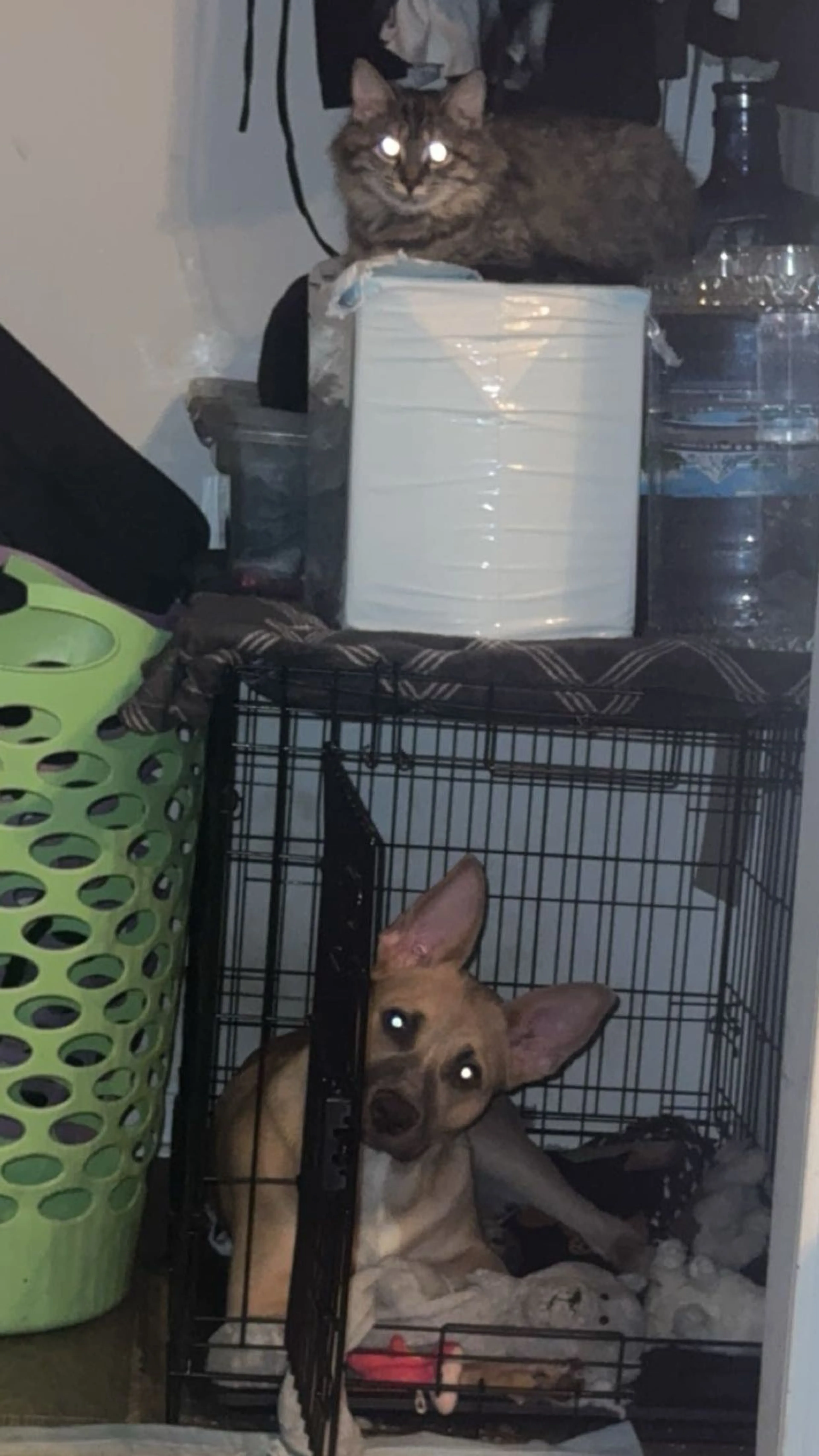 Lost pet-3
