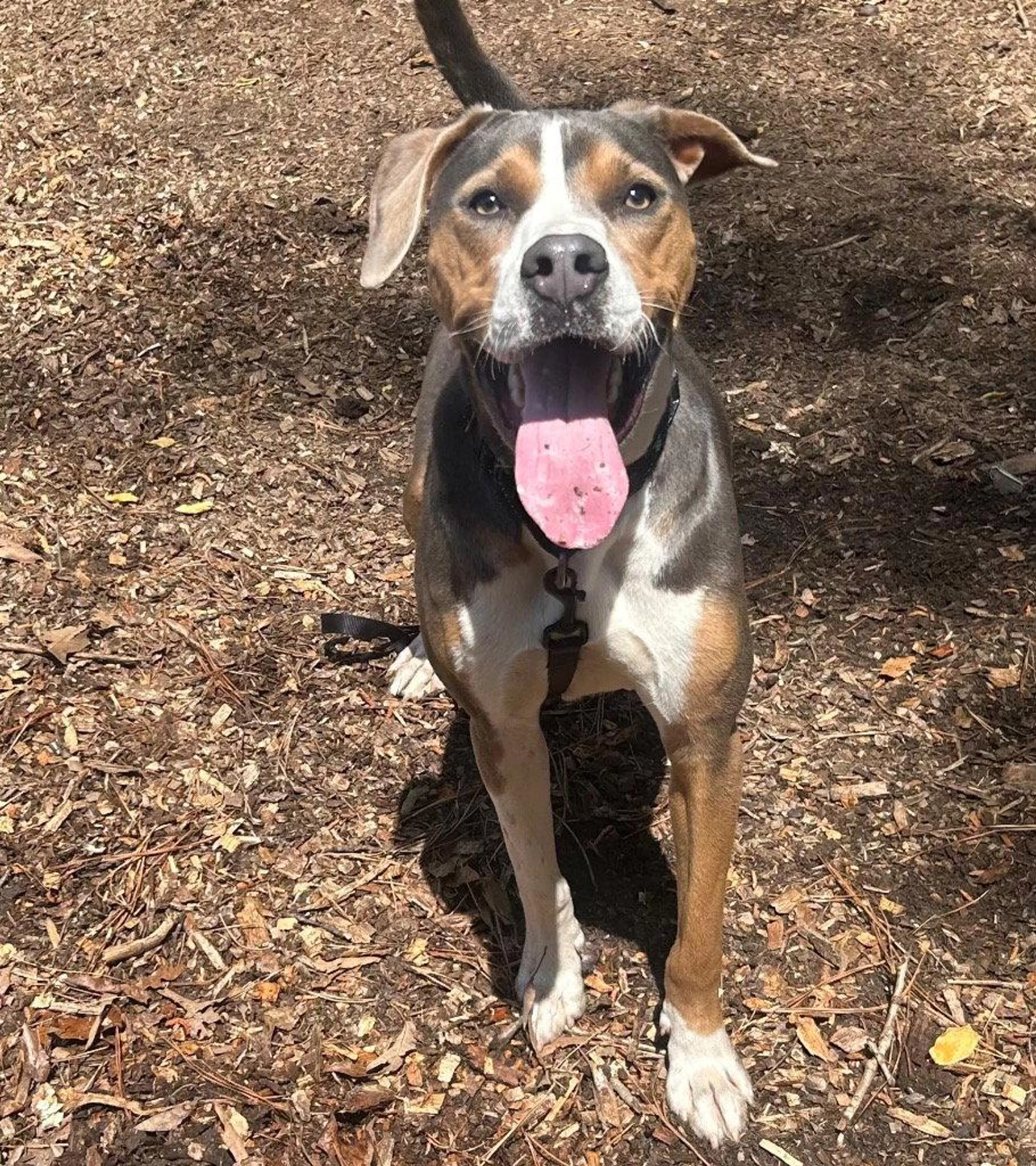 Found pet-1