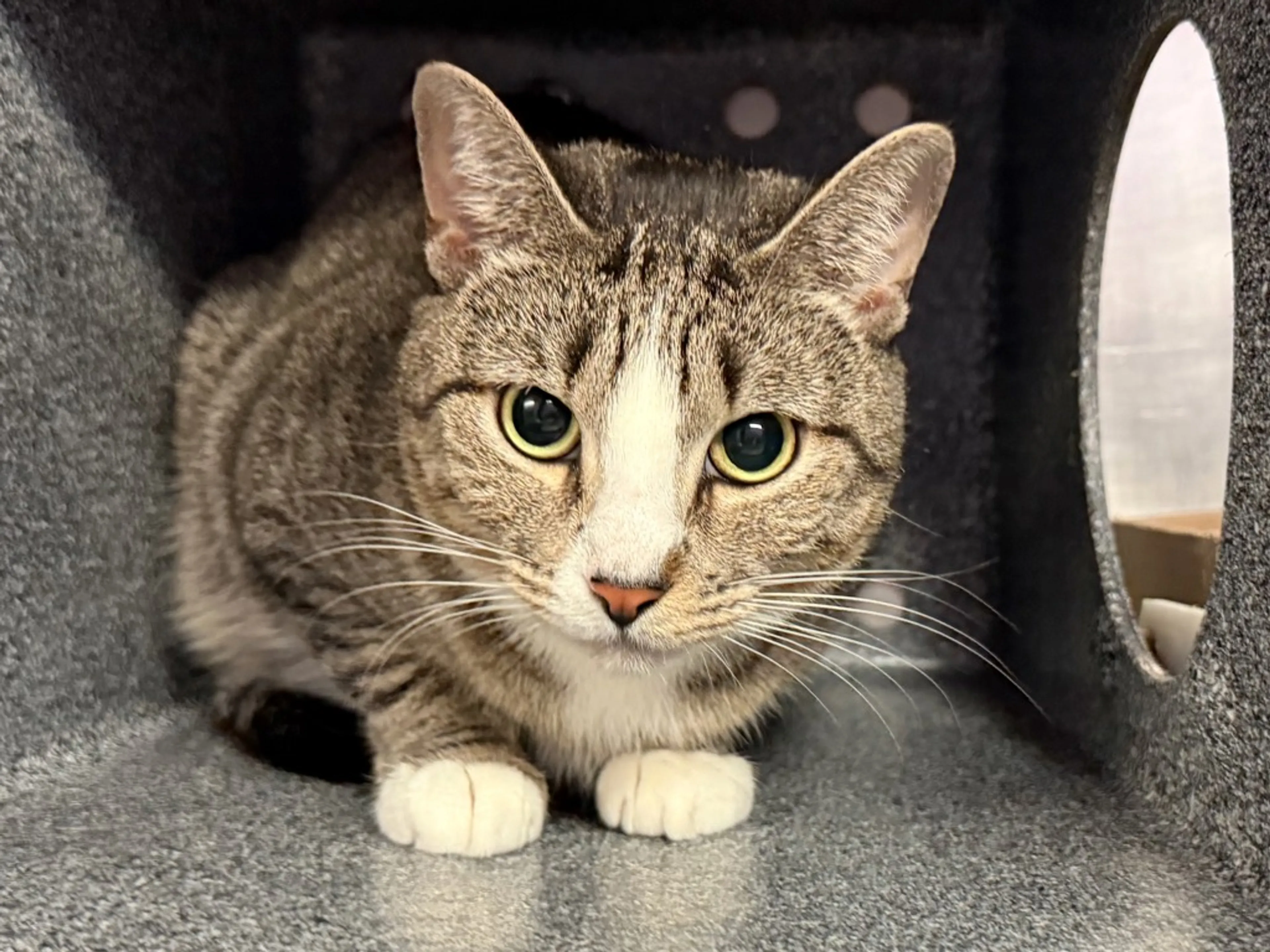 Found pet-1