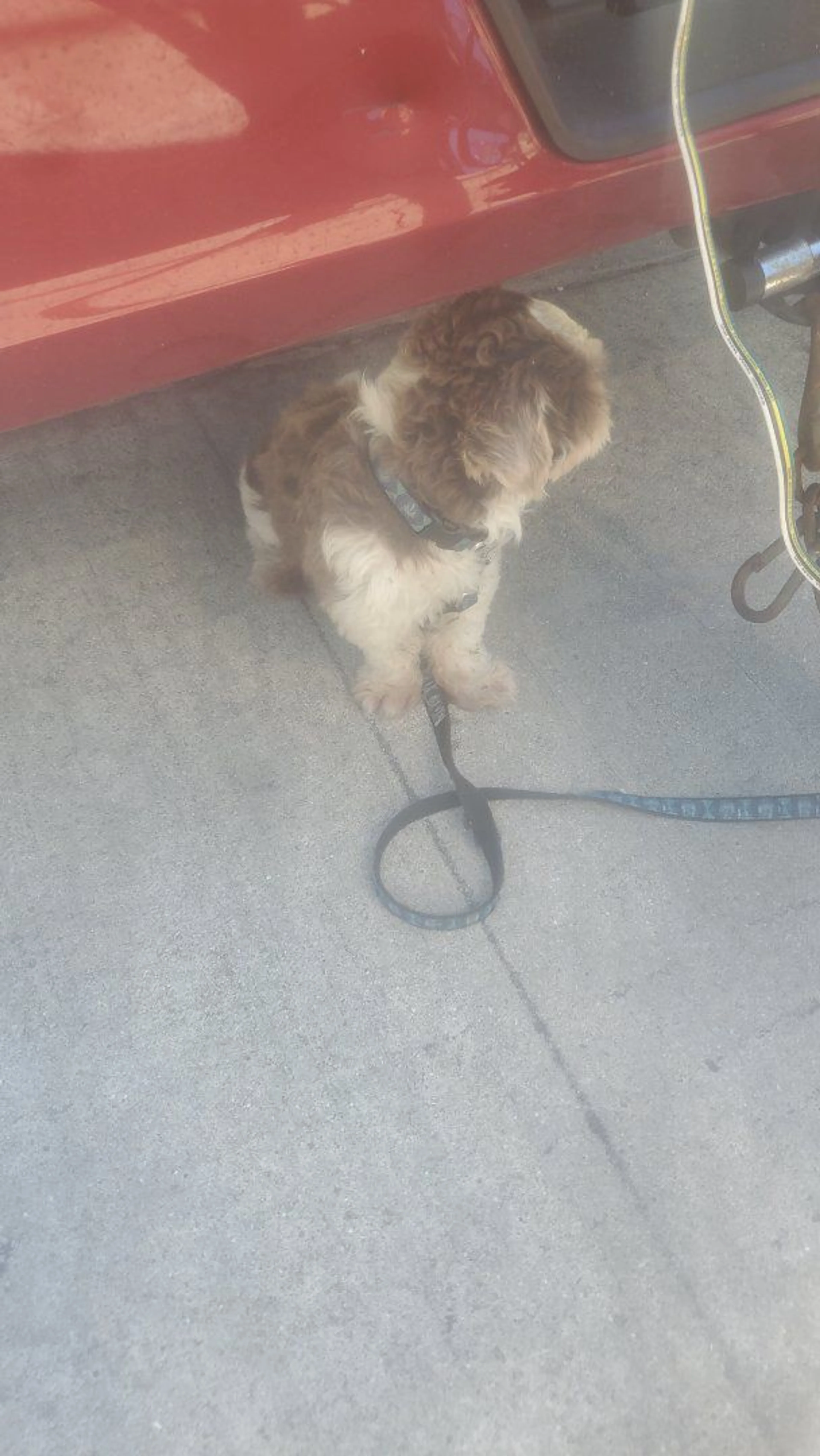 Lost pet