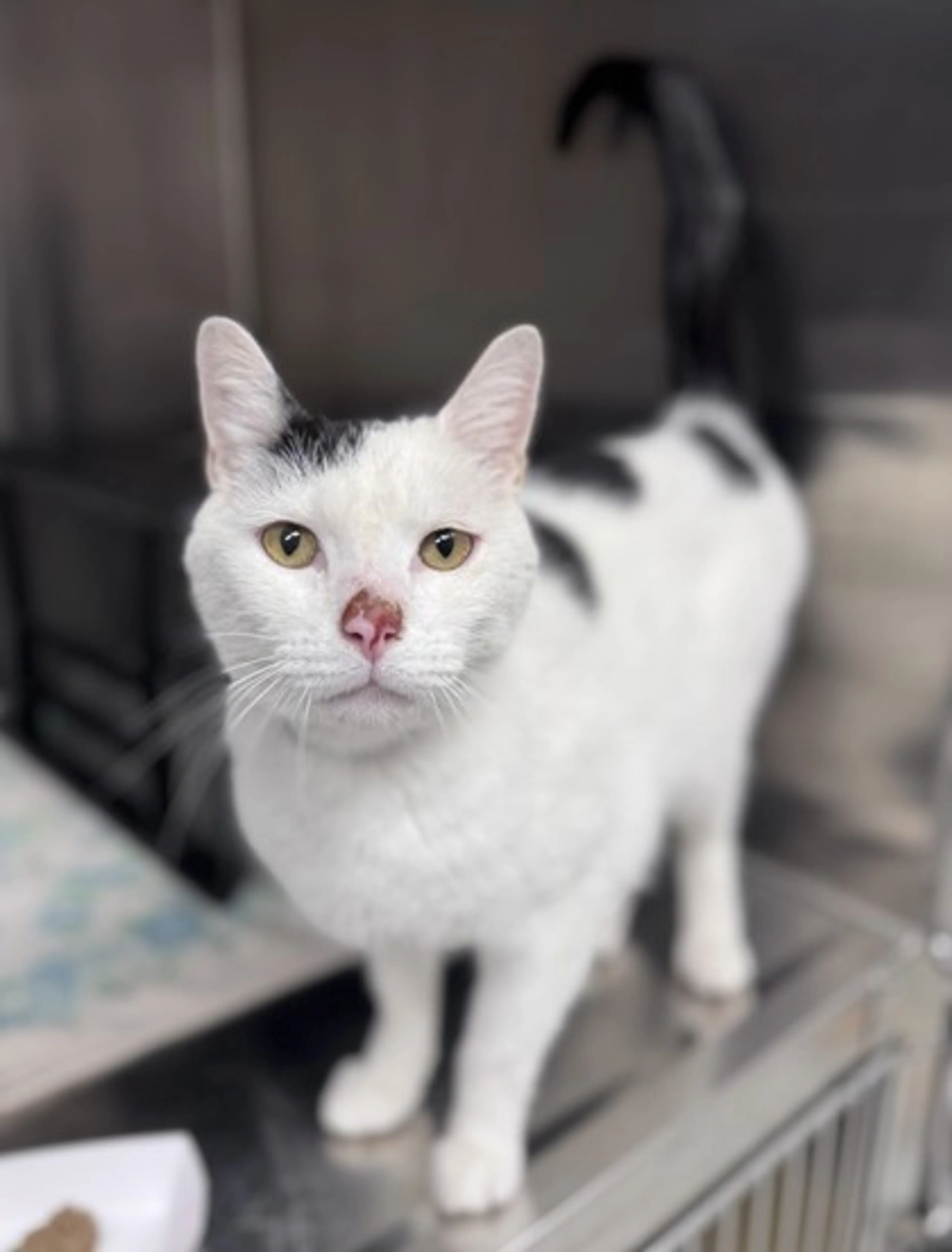 Found pet