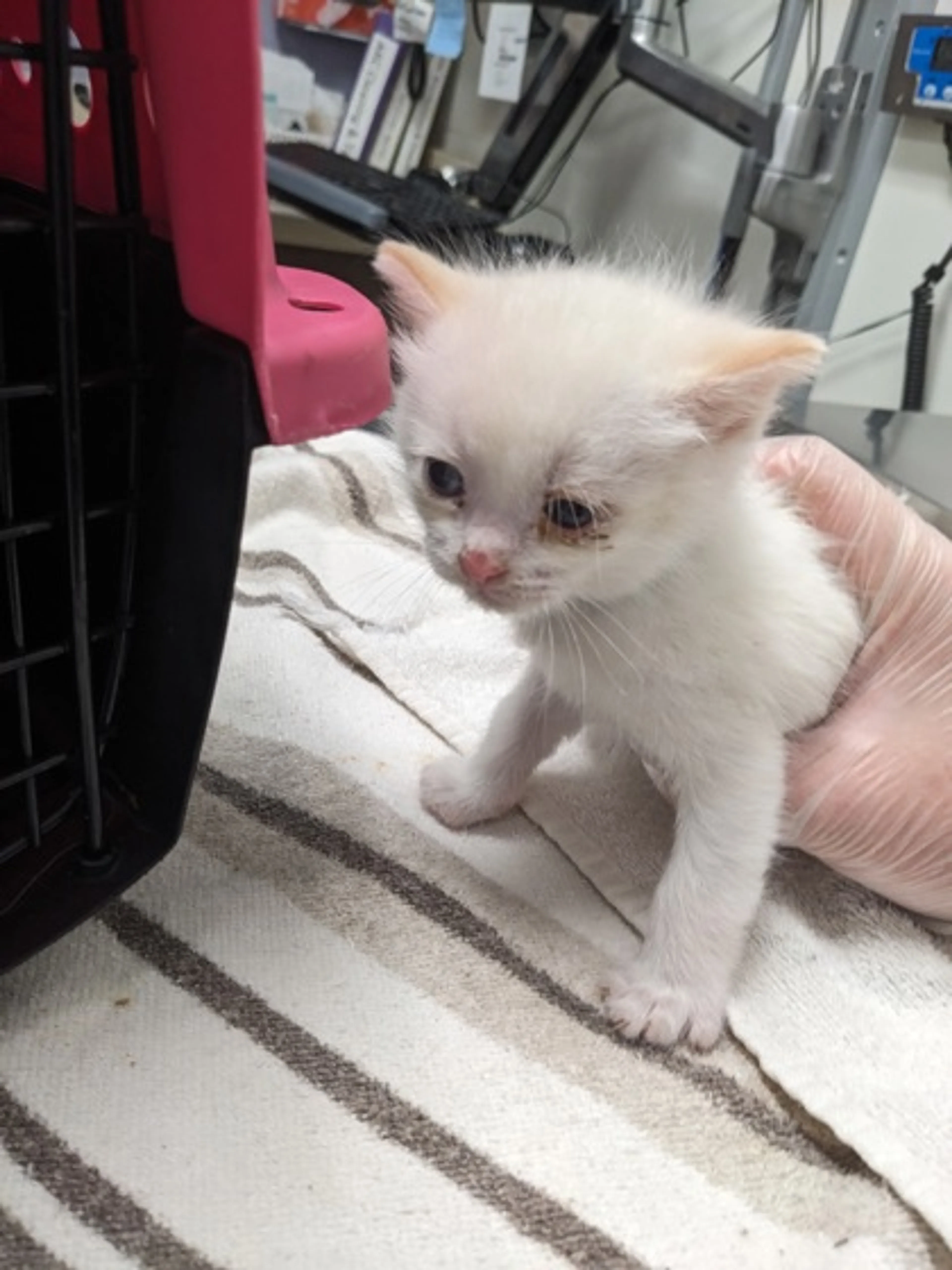 Found pet