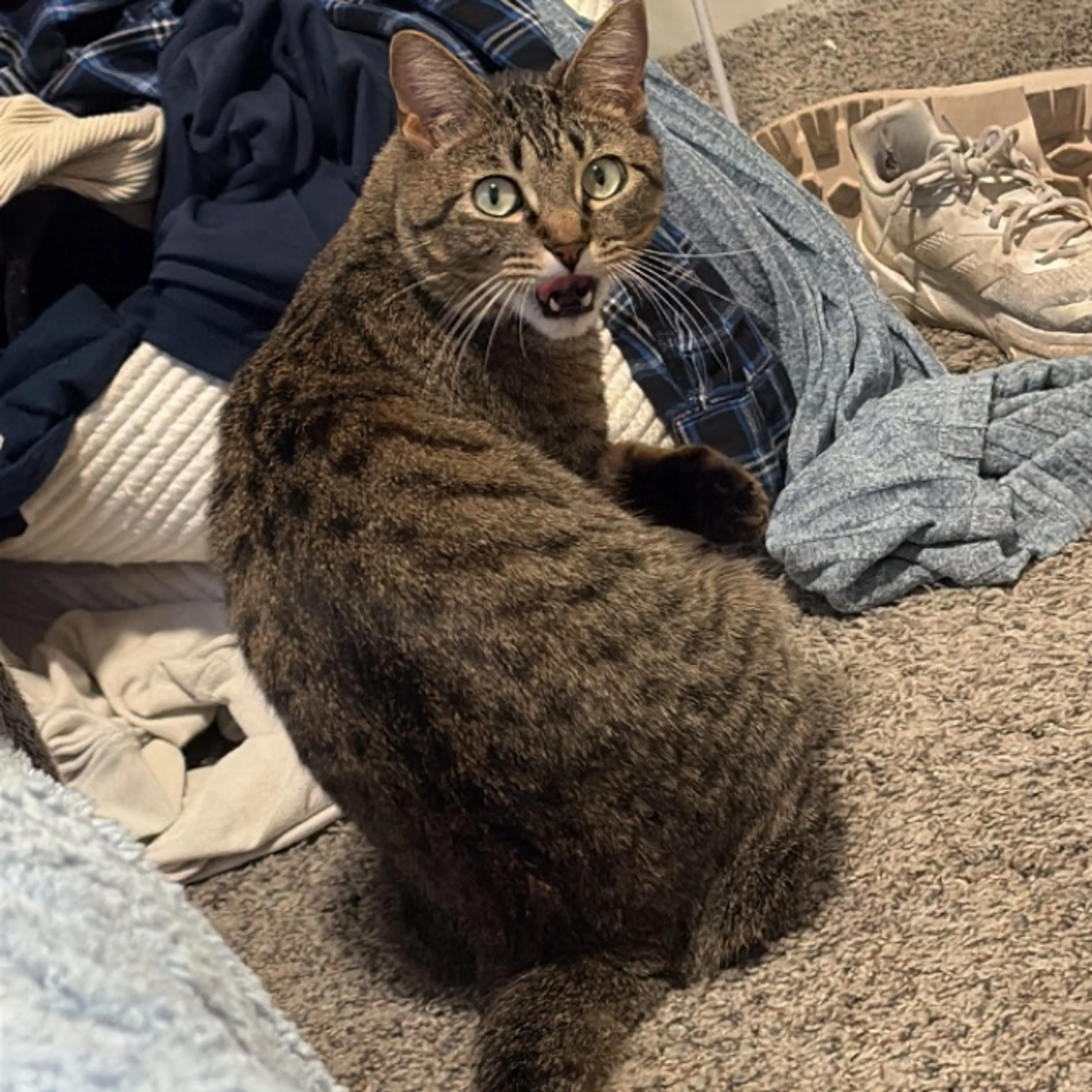 Lost pet-0