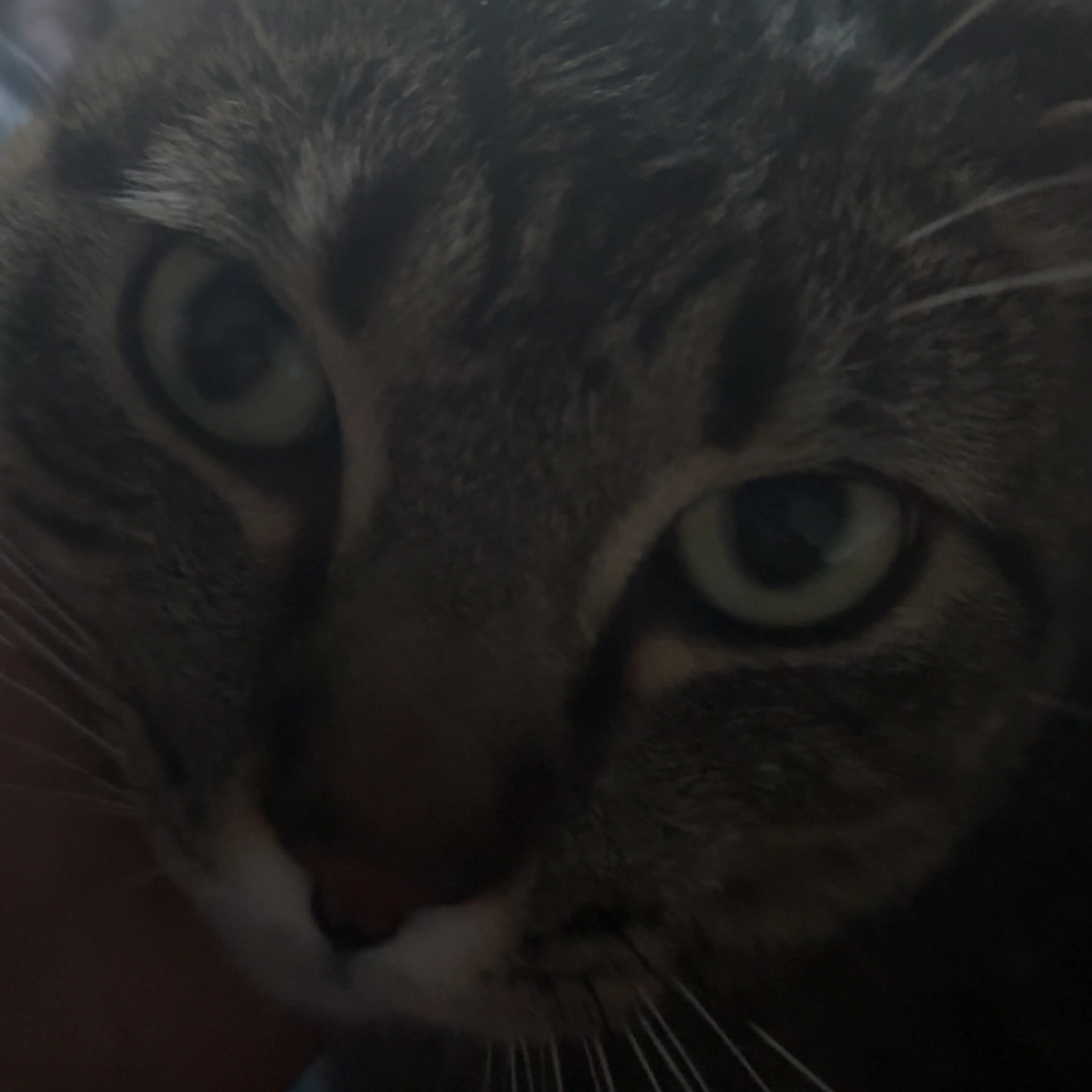 Lost pet-2
