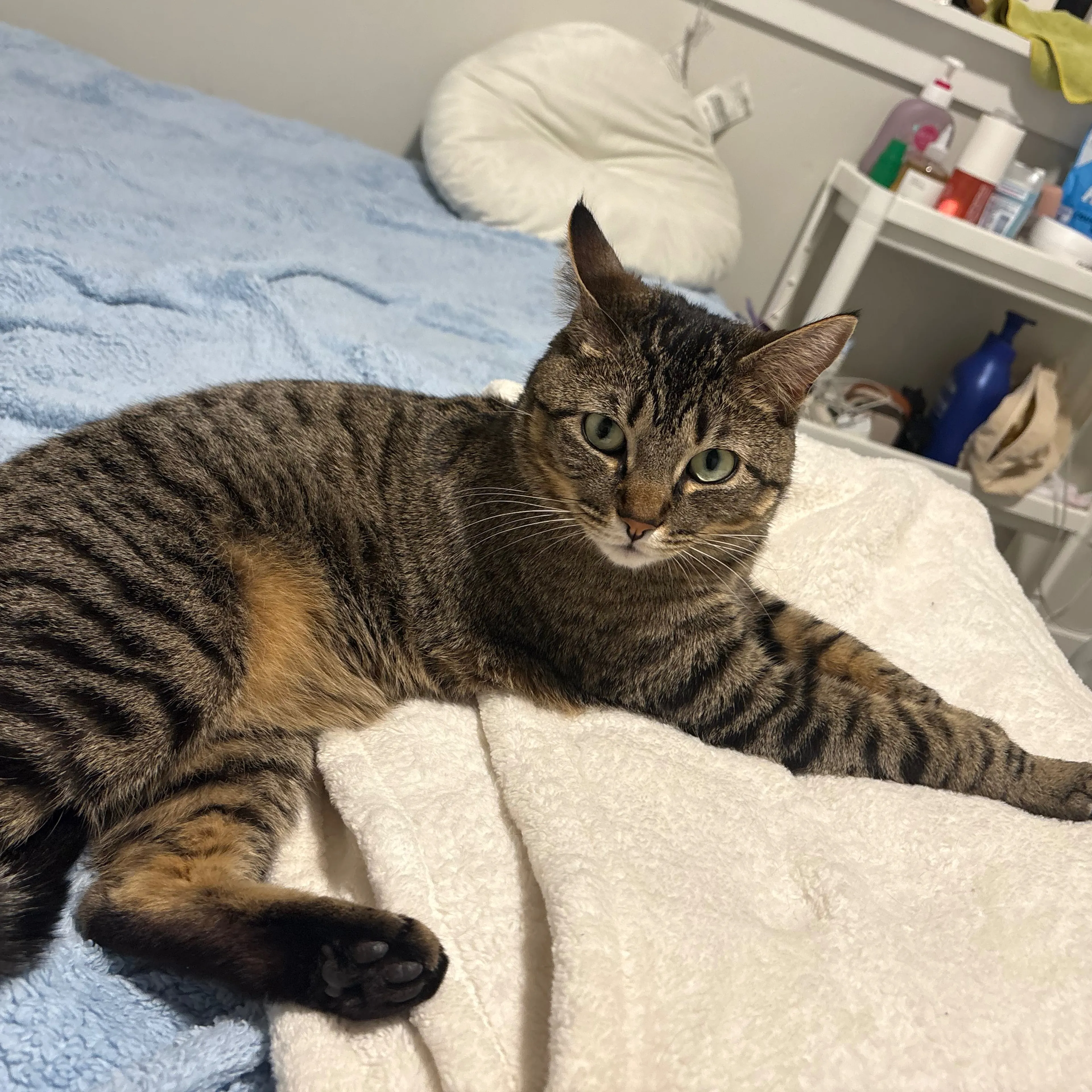 Lost pet-1