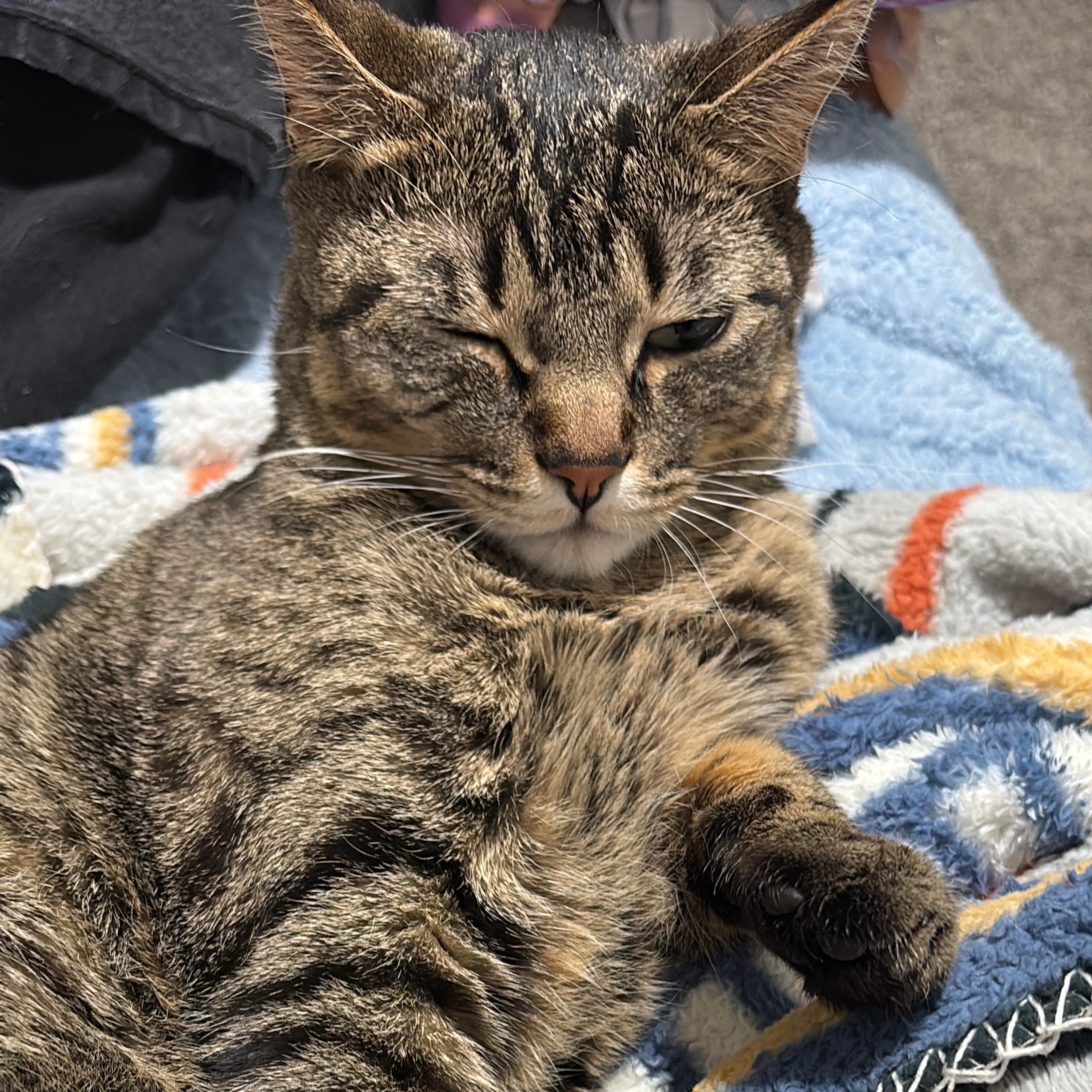 Lost pet-3