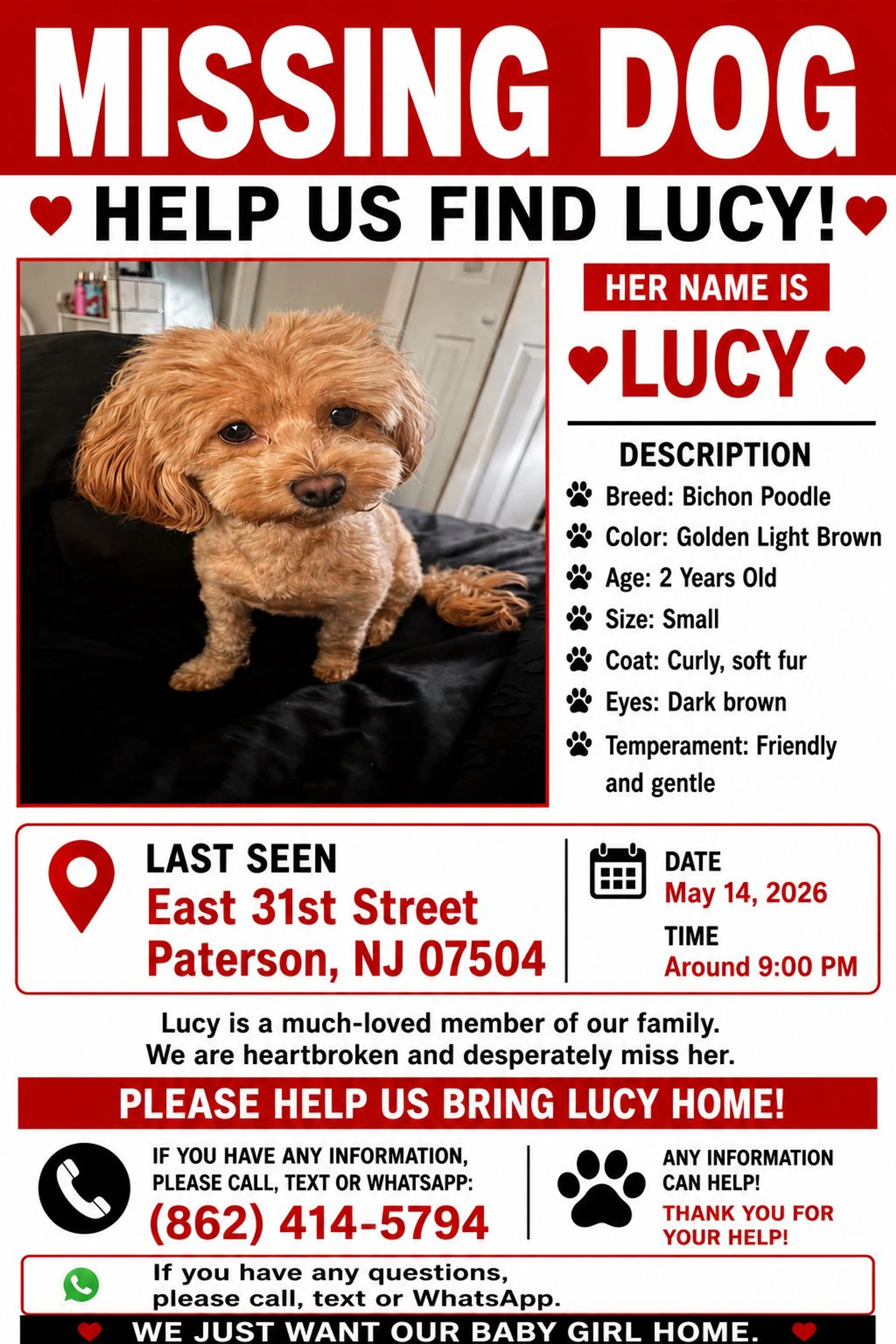 Lost pet-1